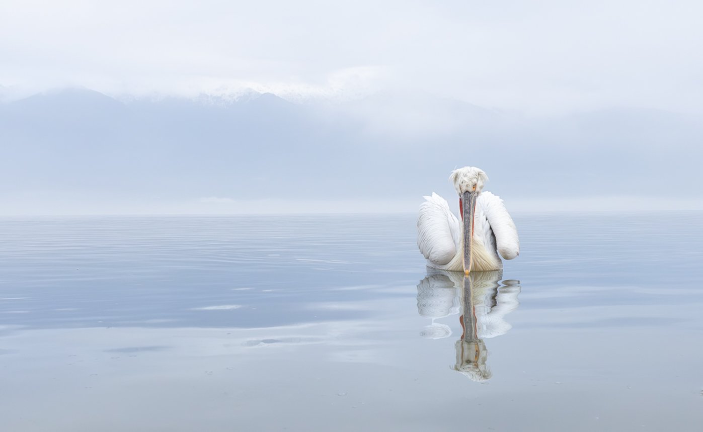 Kerkini Pelicans-3548.jpg