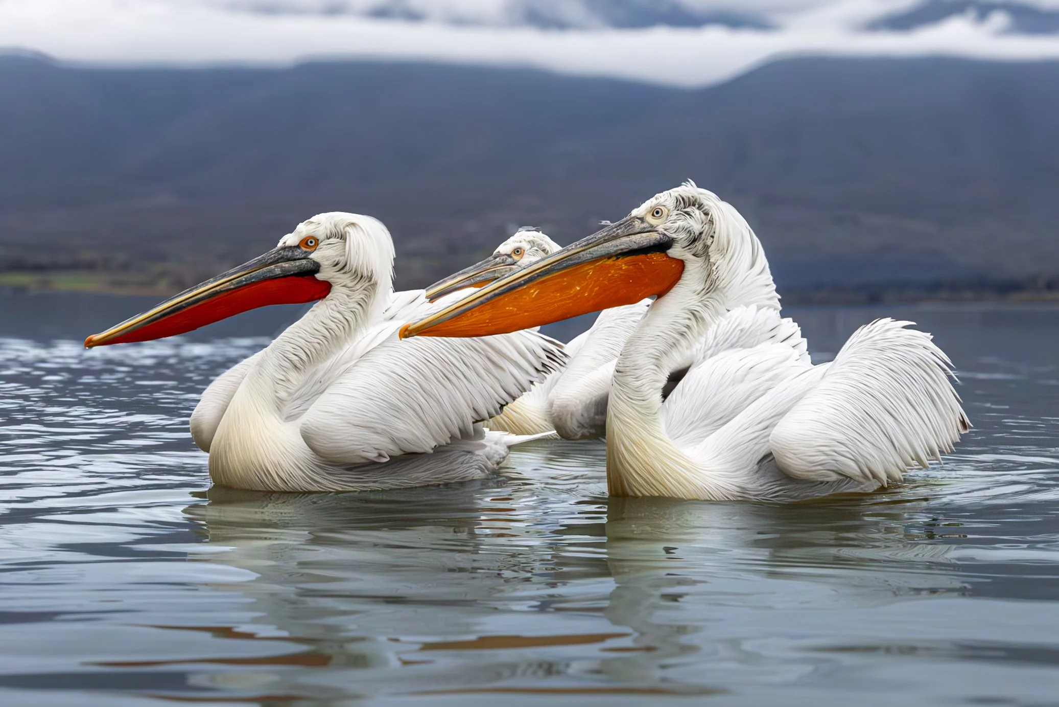 Kerkini Pelicans-1288.jpg