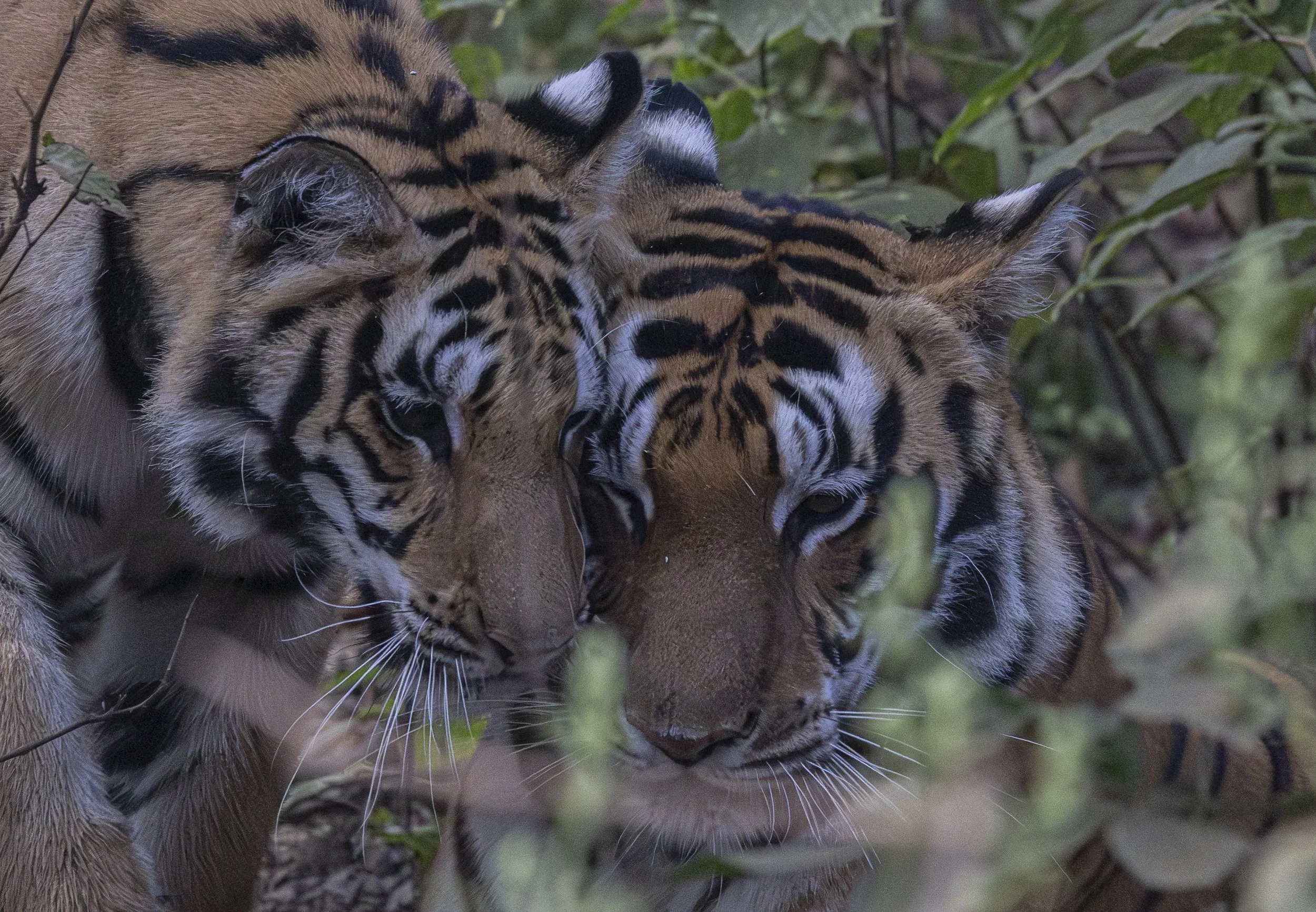 Kanha Day 4-8100-2.jpg