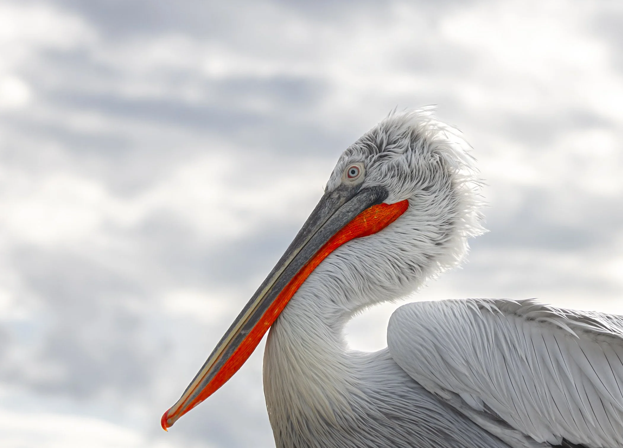 Kerkini Pelicans-3757.jpg