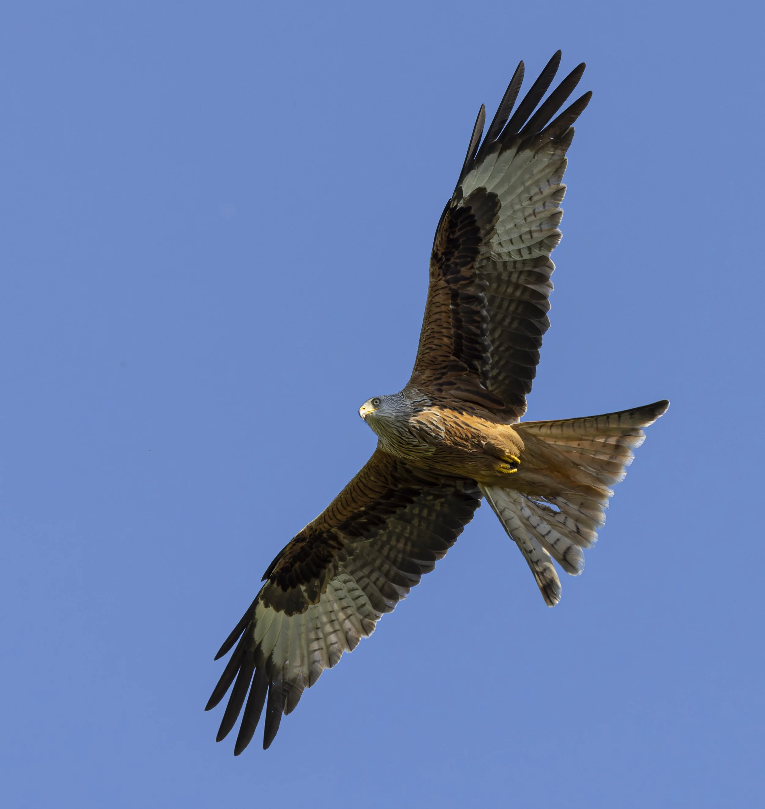Red Kites at Gigrin Farm