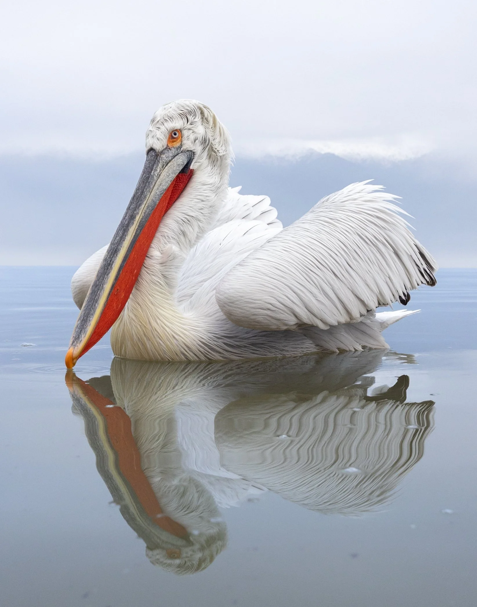 Kerkini Pelicans-3521.jpg
