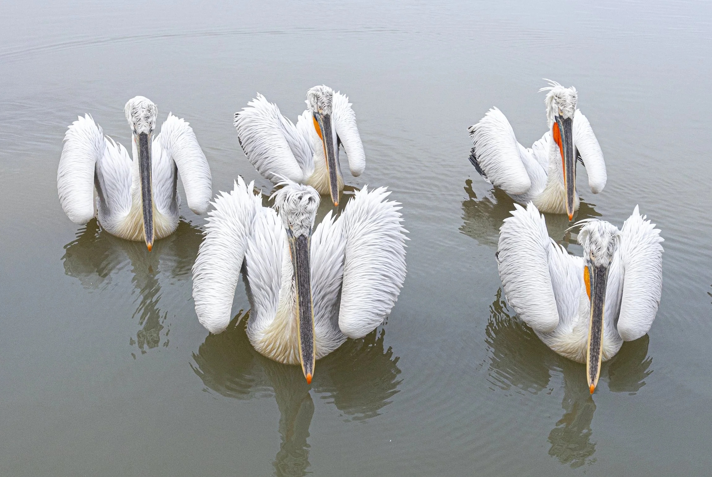Kerkini Pelicans-3572.jpg