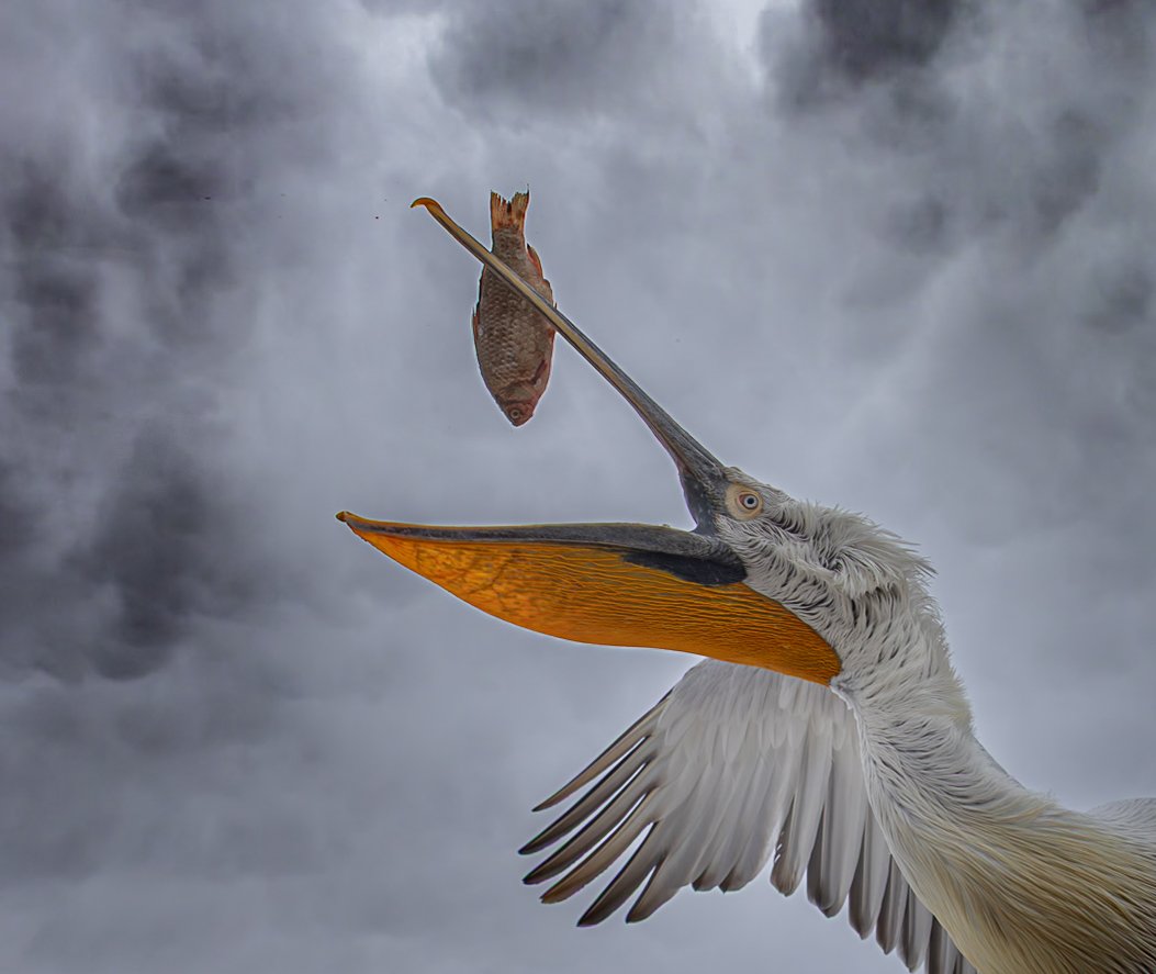 Kerkini Pelicans-0719.jpg