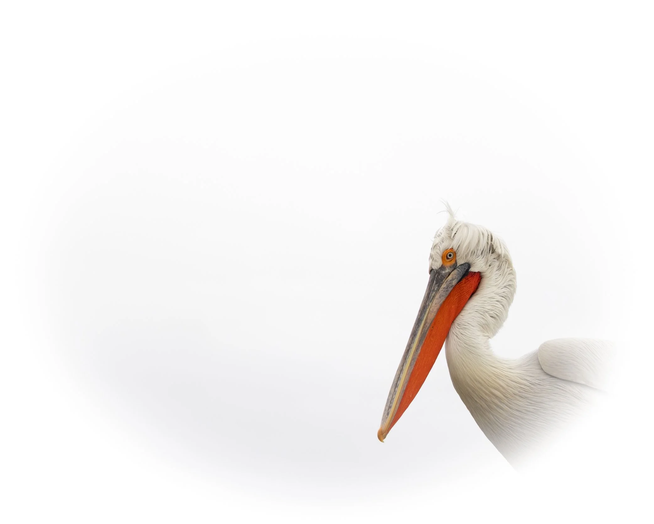 Kerkini Pelicans-2-9.jpg