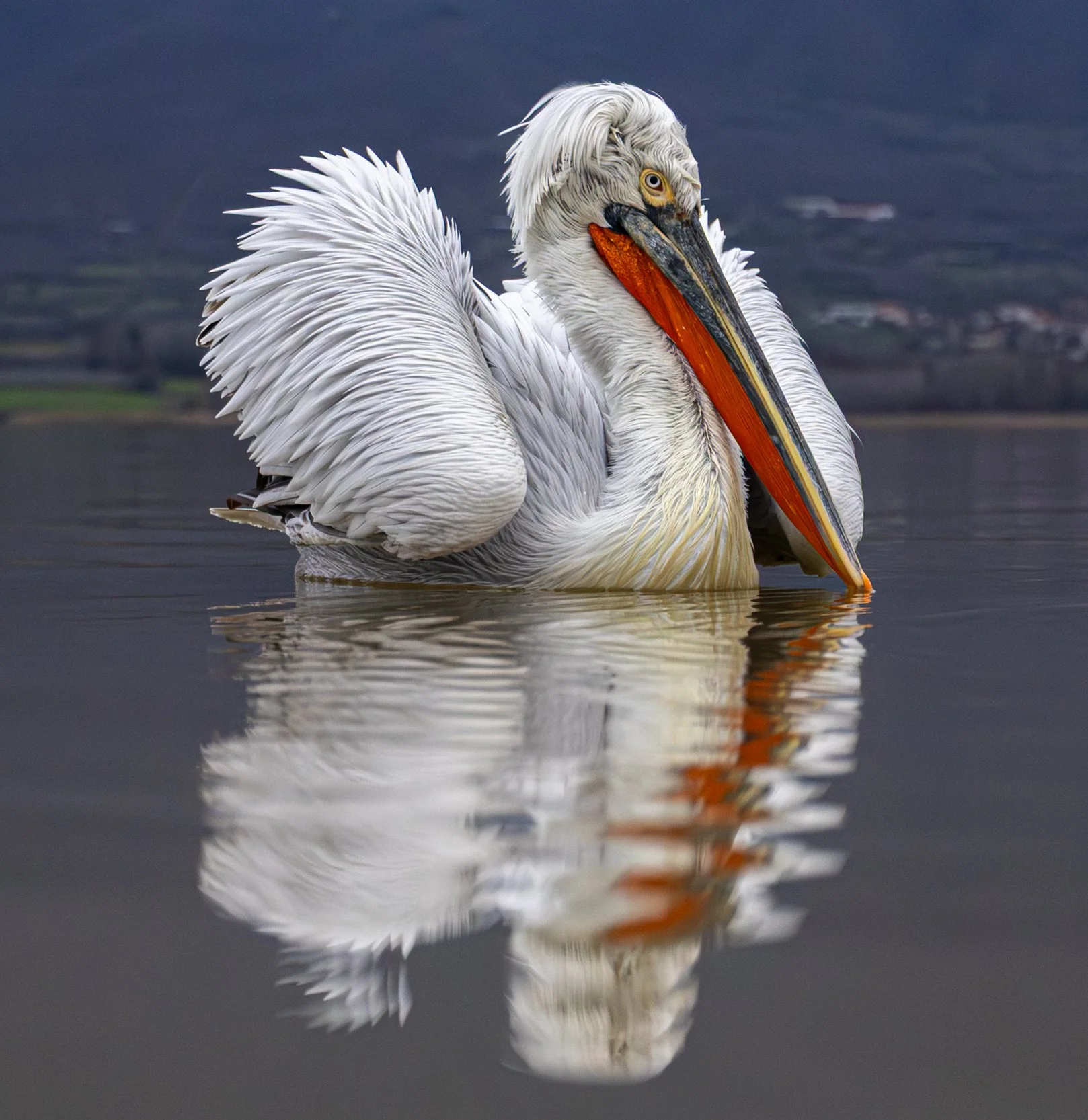 Kerkini Pelicans-1769.jpg