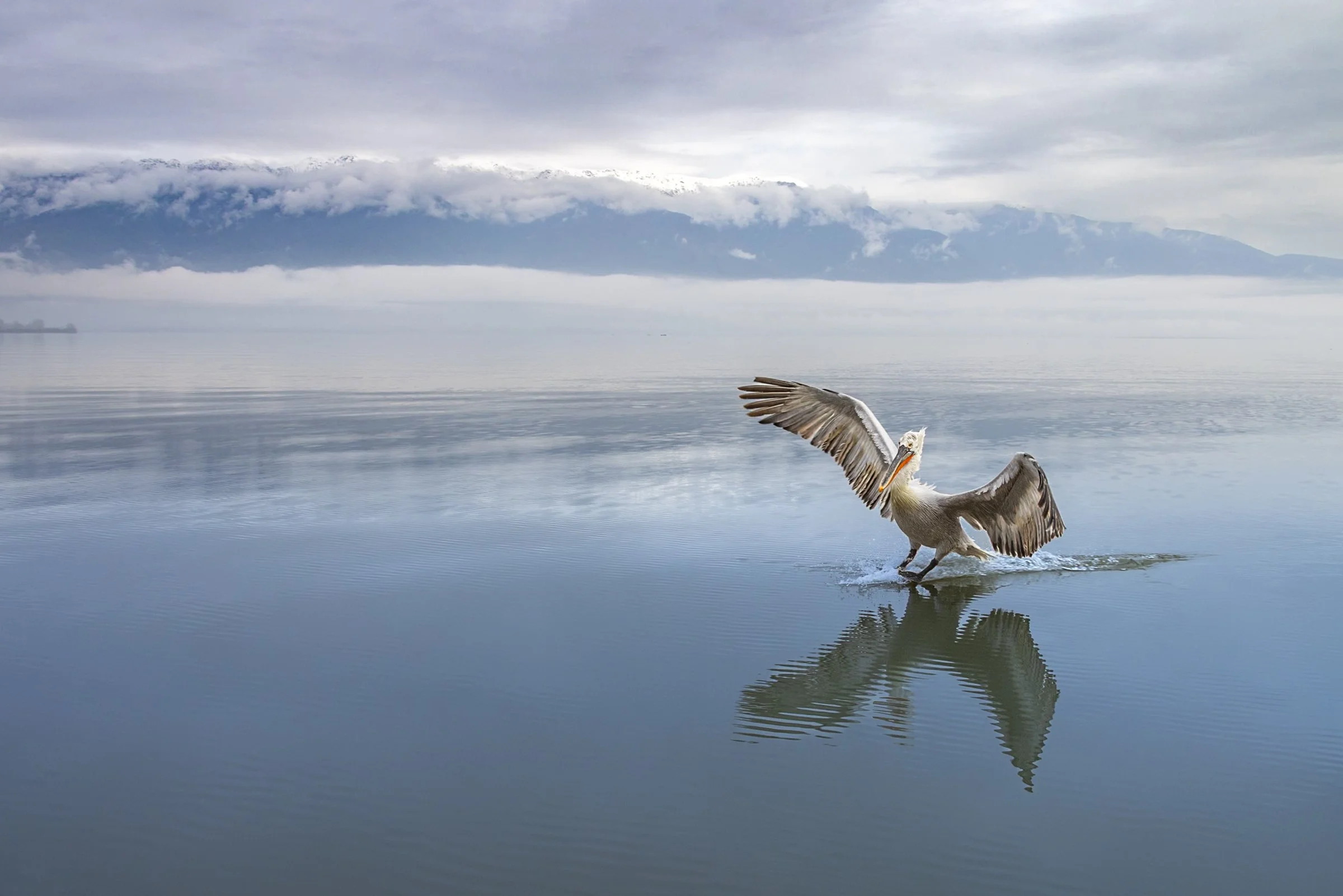 Kerkini Pelicans-2636.jpg