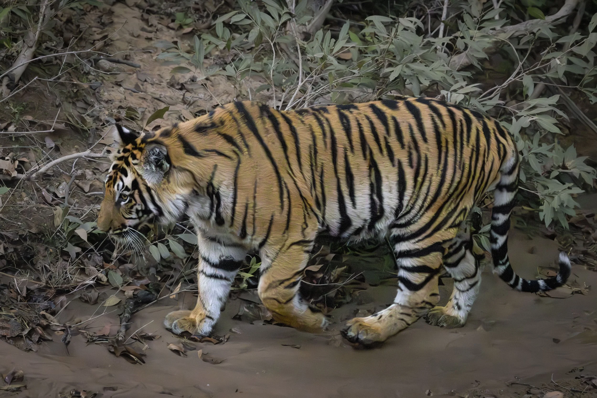 Samode Lodge Day 1-4633.jpg