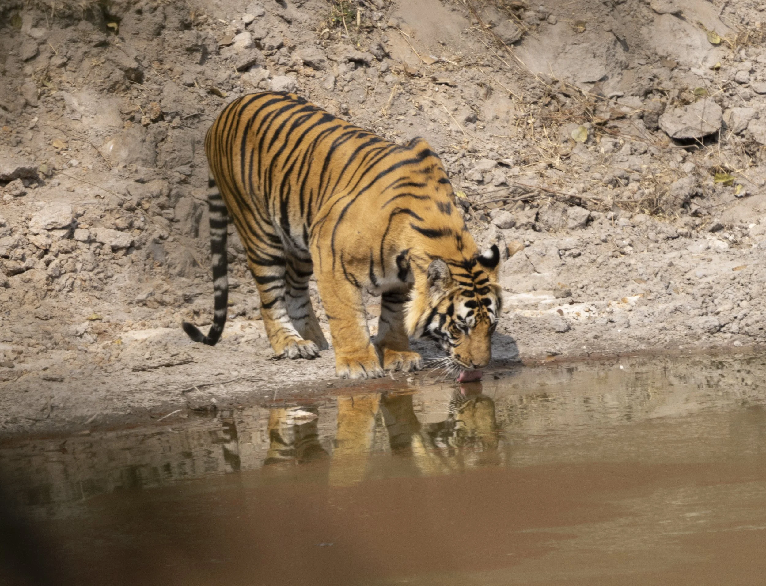 Samode Lodge Day 2-5327.jpg