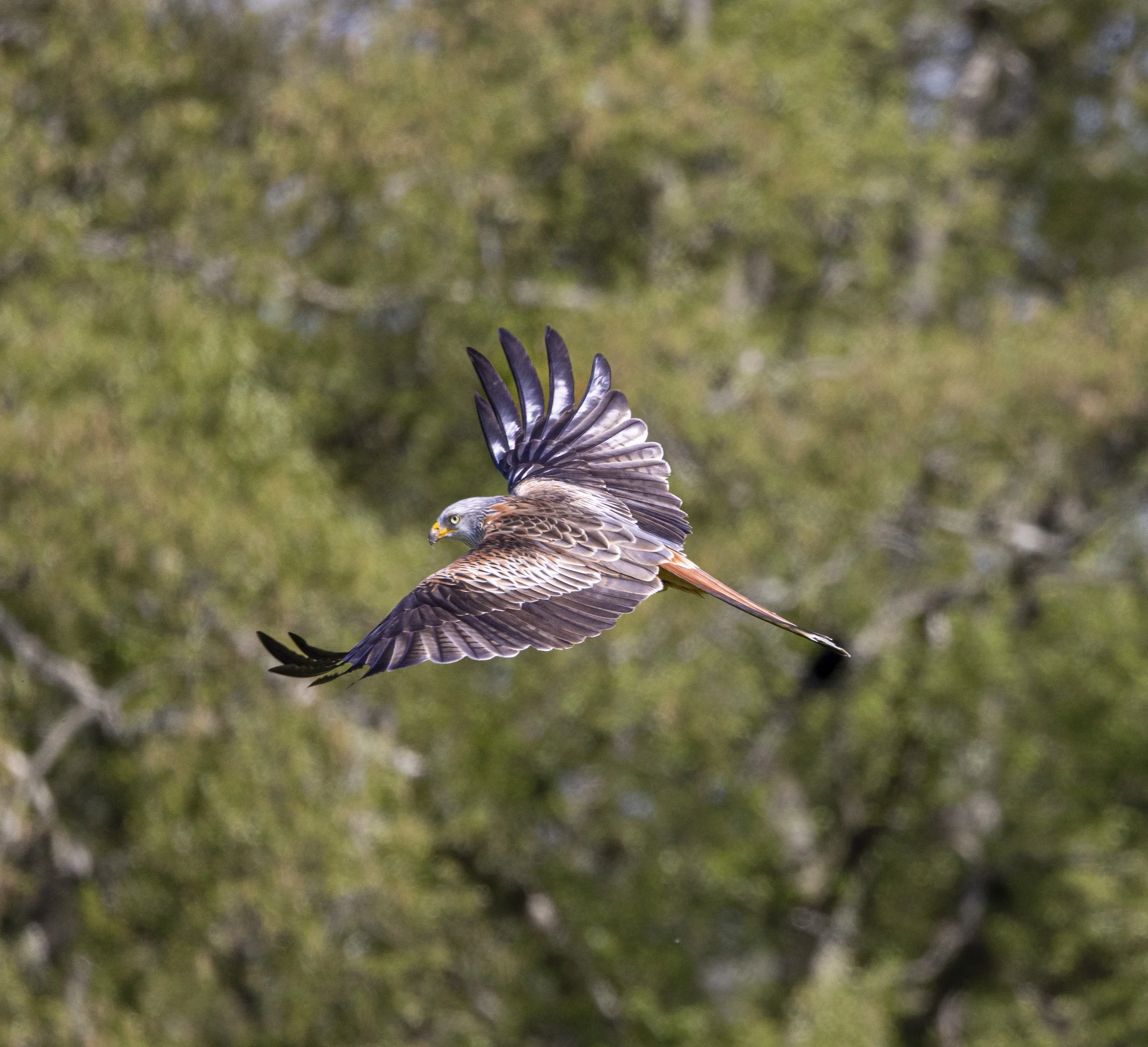 Red Kites at Gigrin Farm