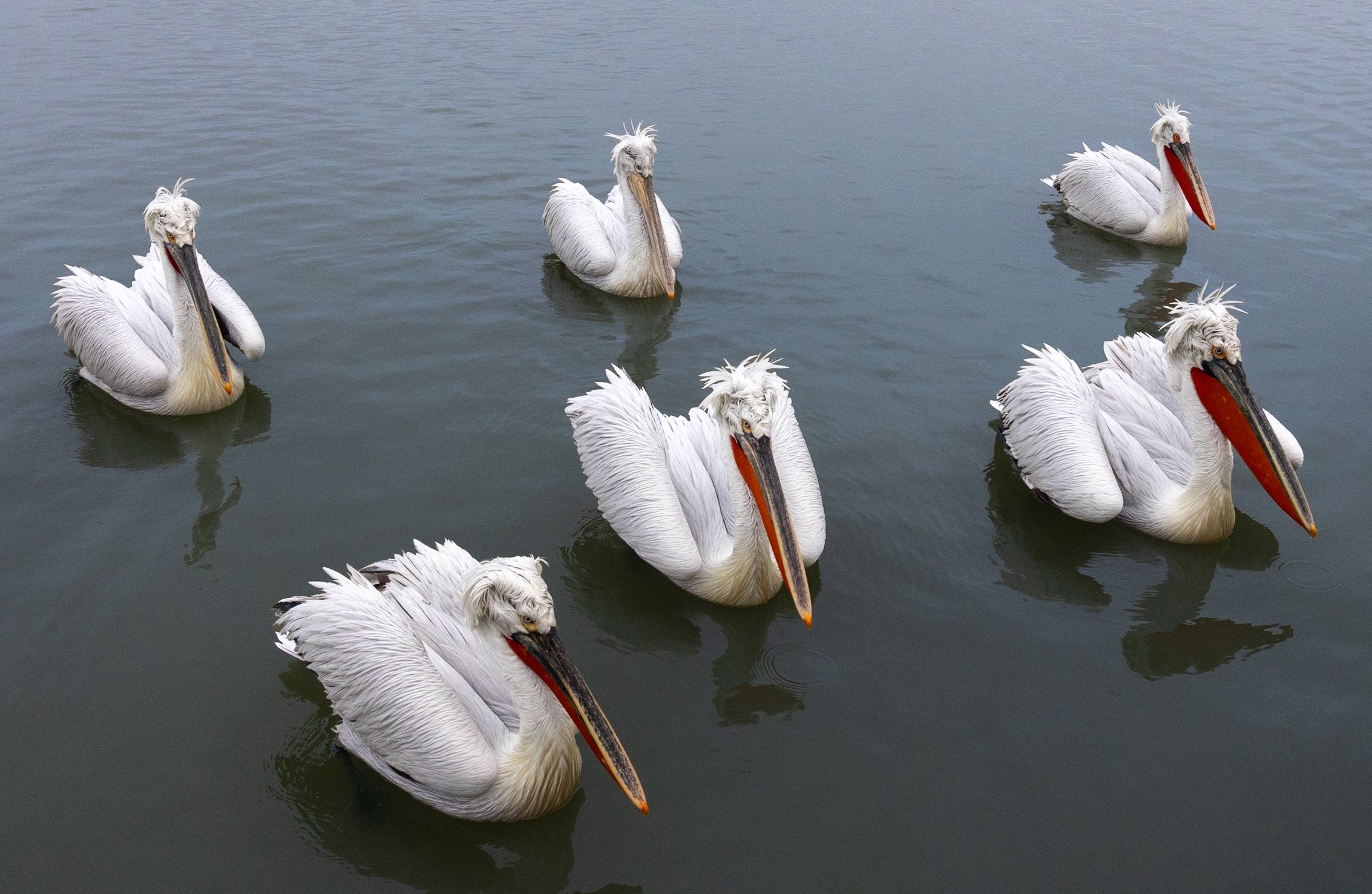 Kerkini Pelicans-2892.jpg