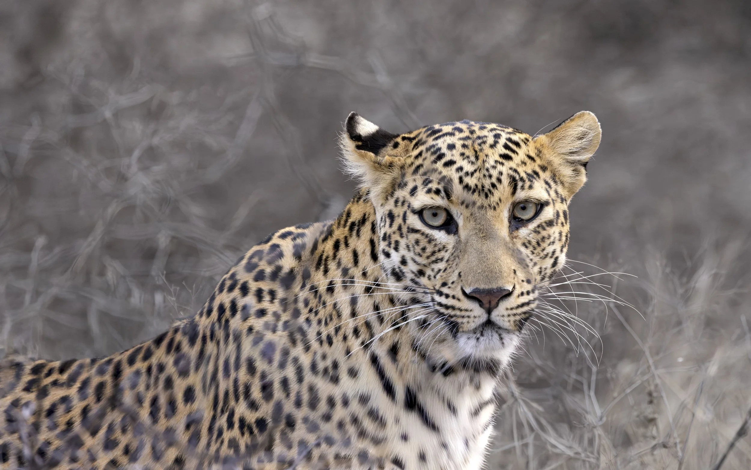 Jawai Day 1-8577.jpg