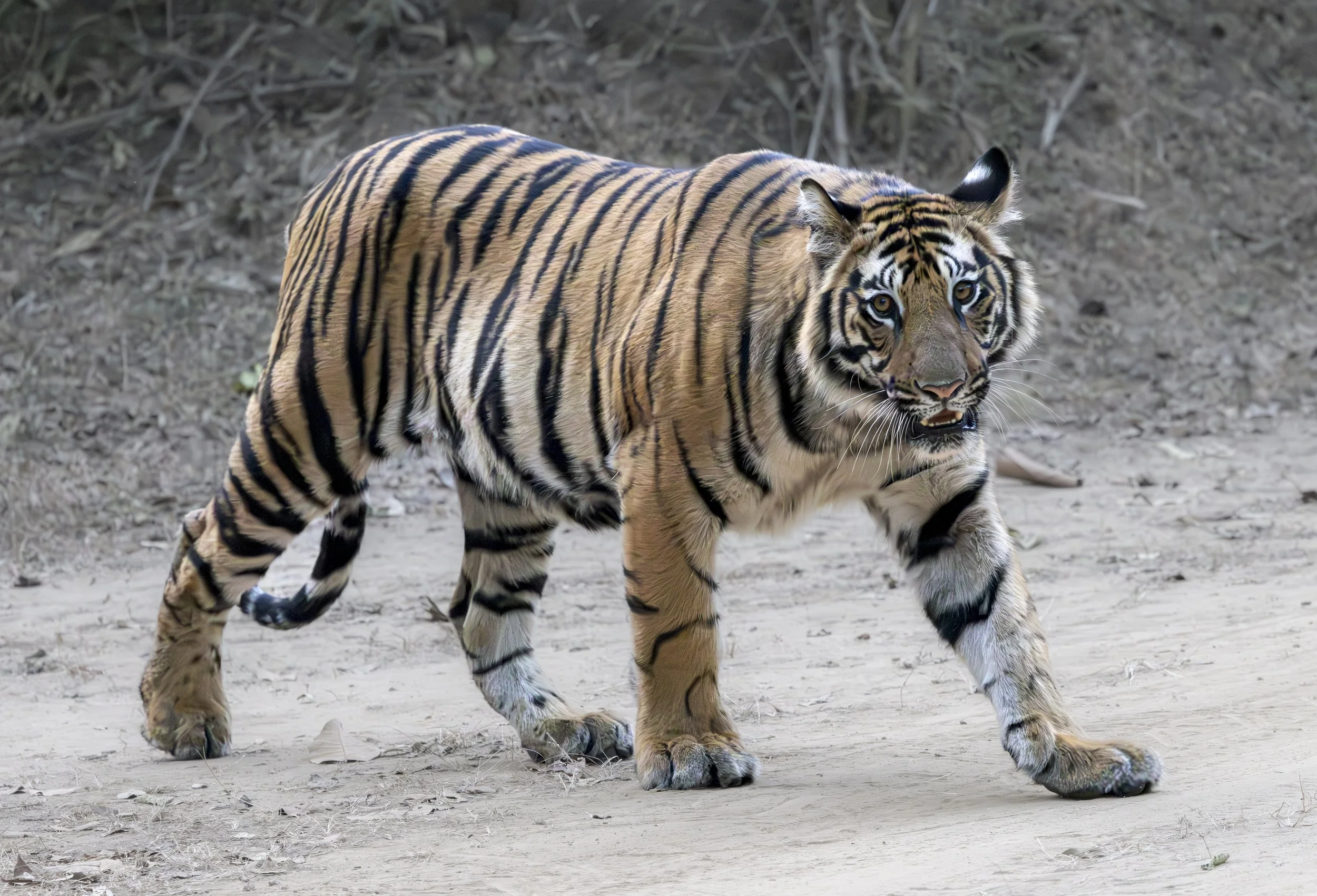 Samode Lodge Day 1-4402.jpg