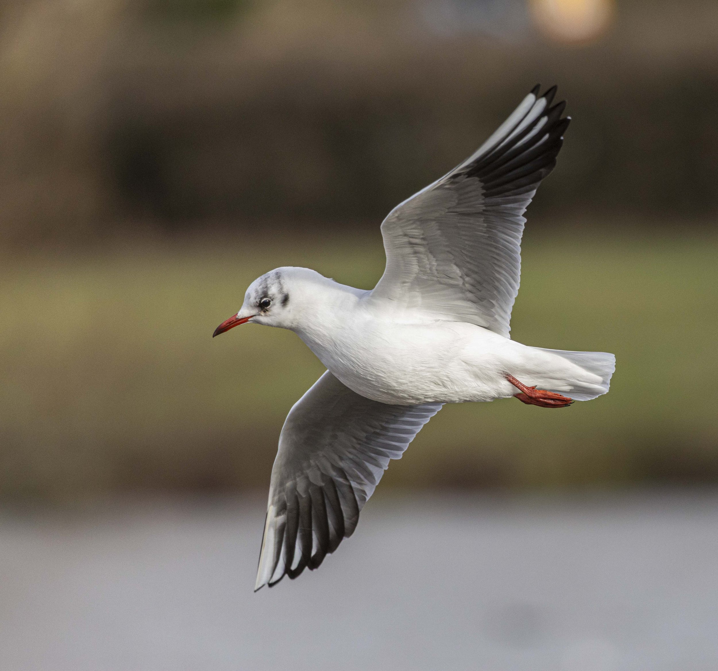 Backwell Lake-8107.jpg