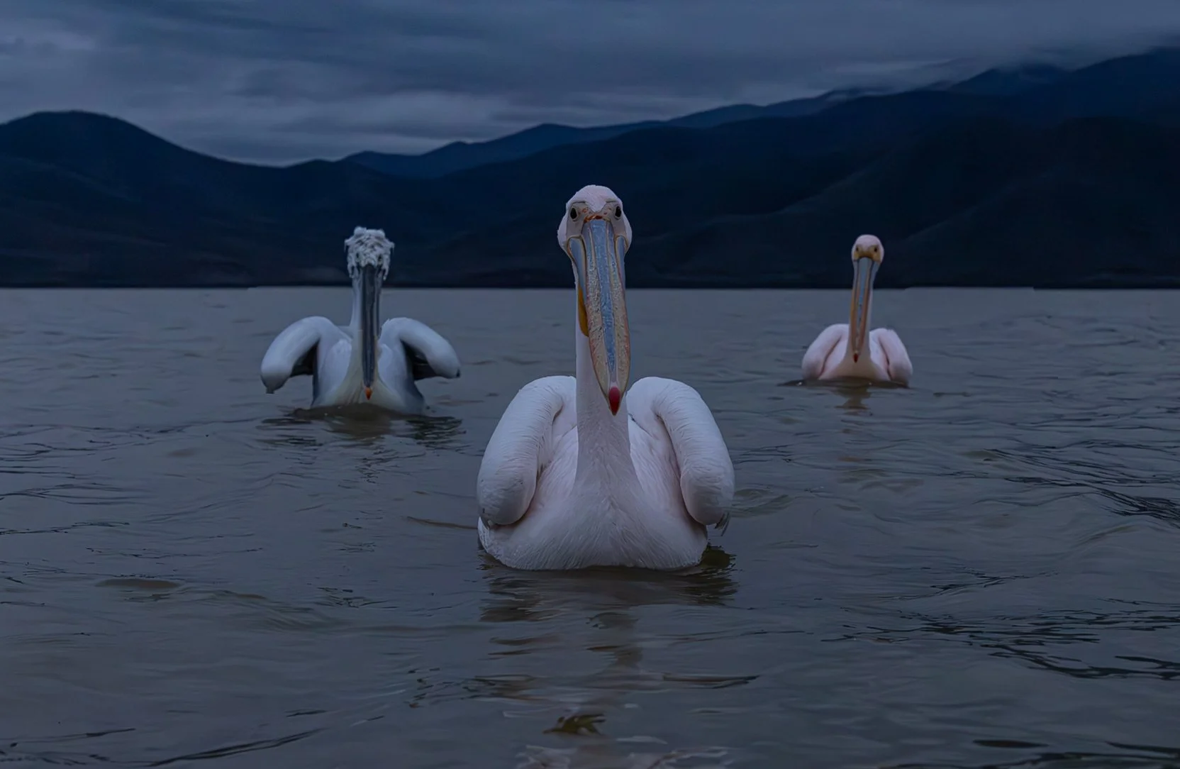 Kerkini Pelicans-2.jpg