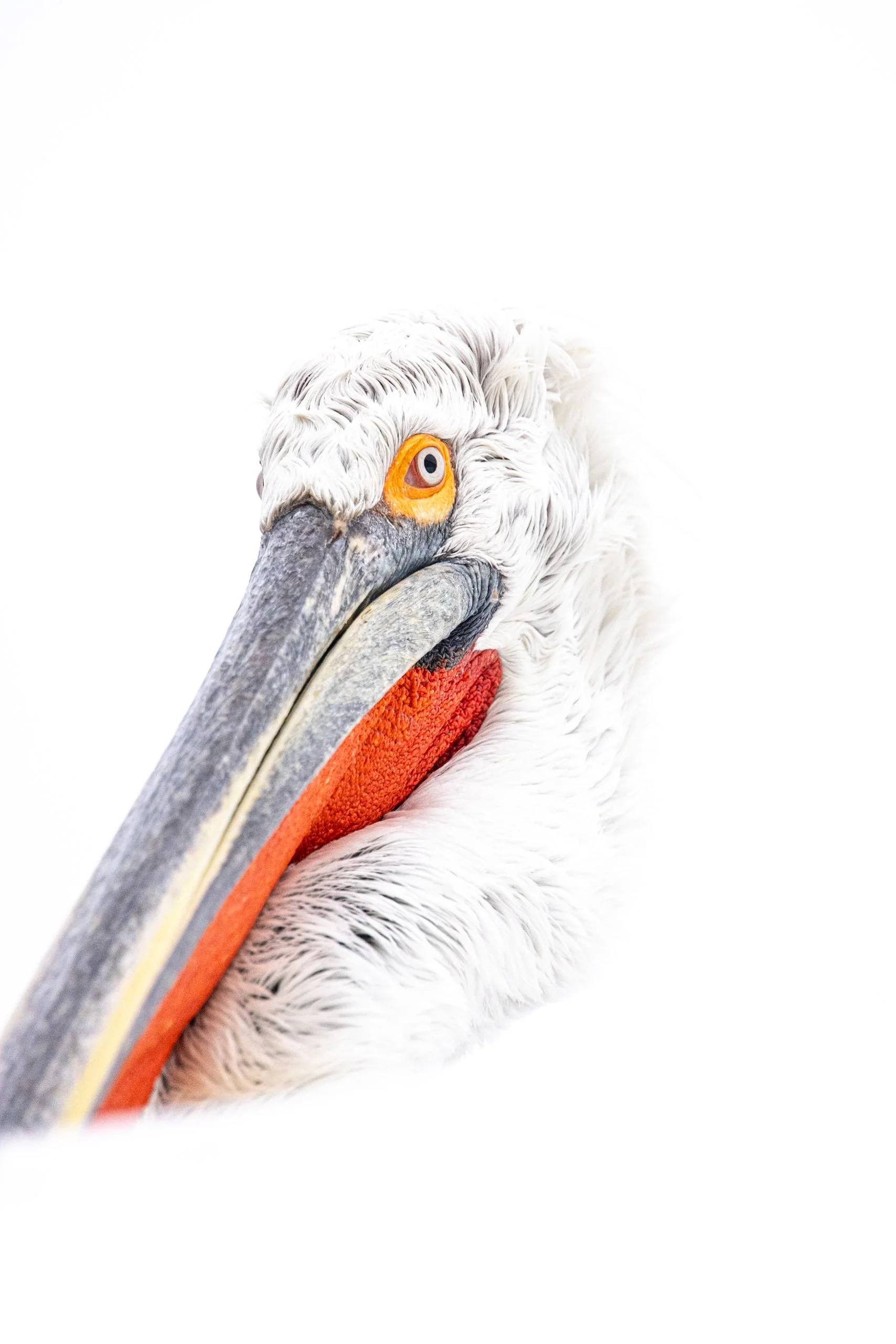 Kerkini Pelicans-0364.jpg