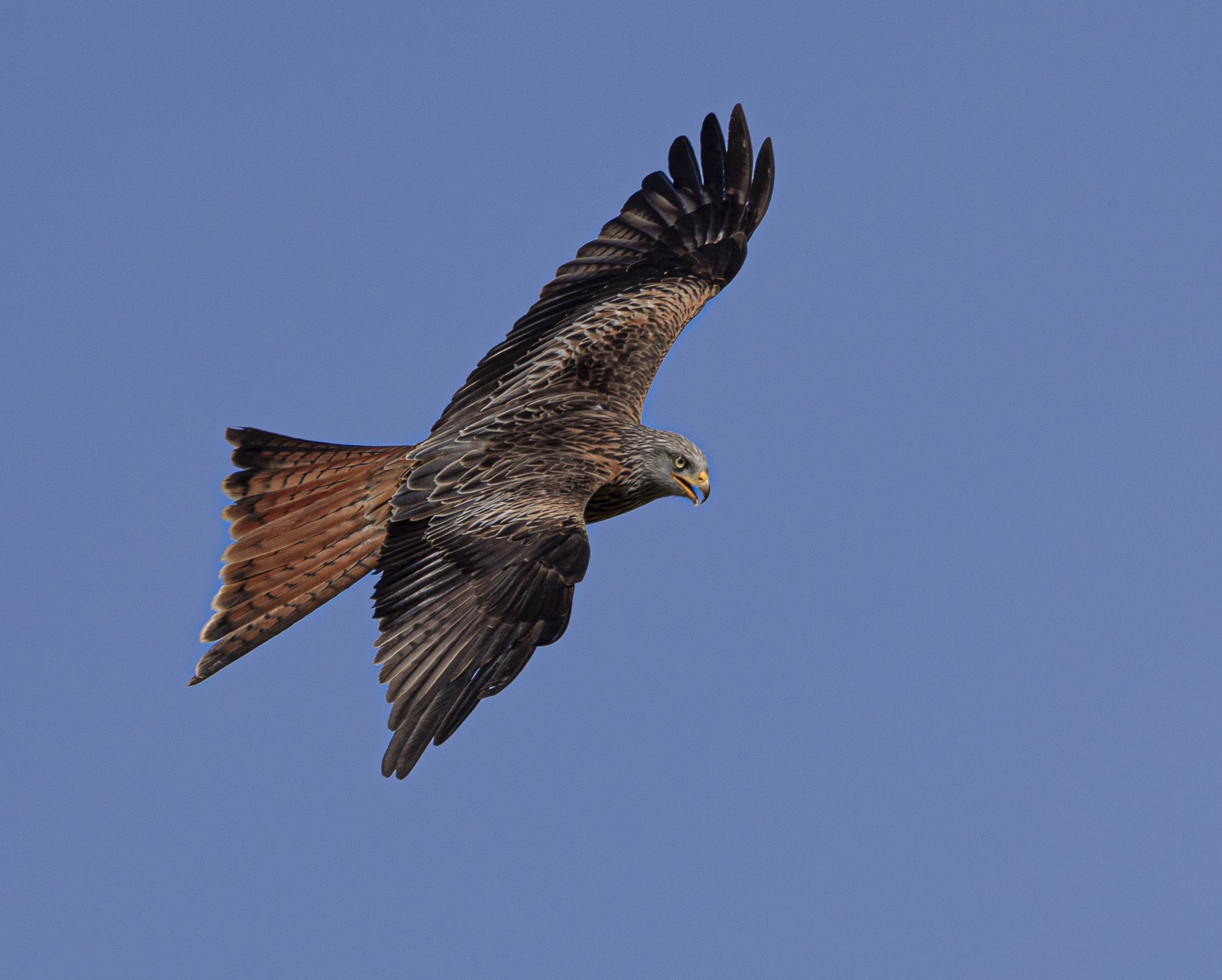 Red Kites at Gigrin Farm