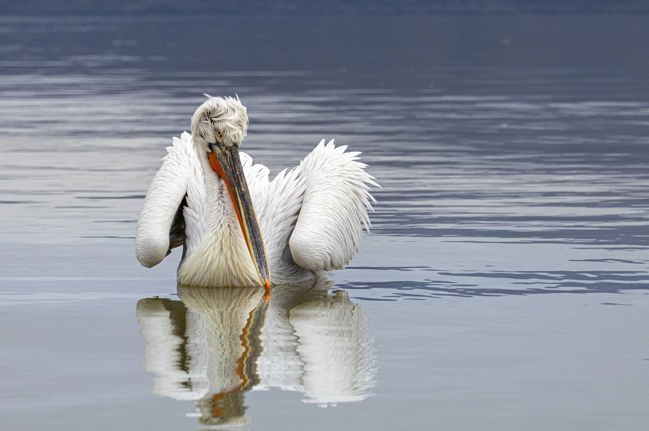 Kerkini Pelicans-1160.jpg