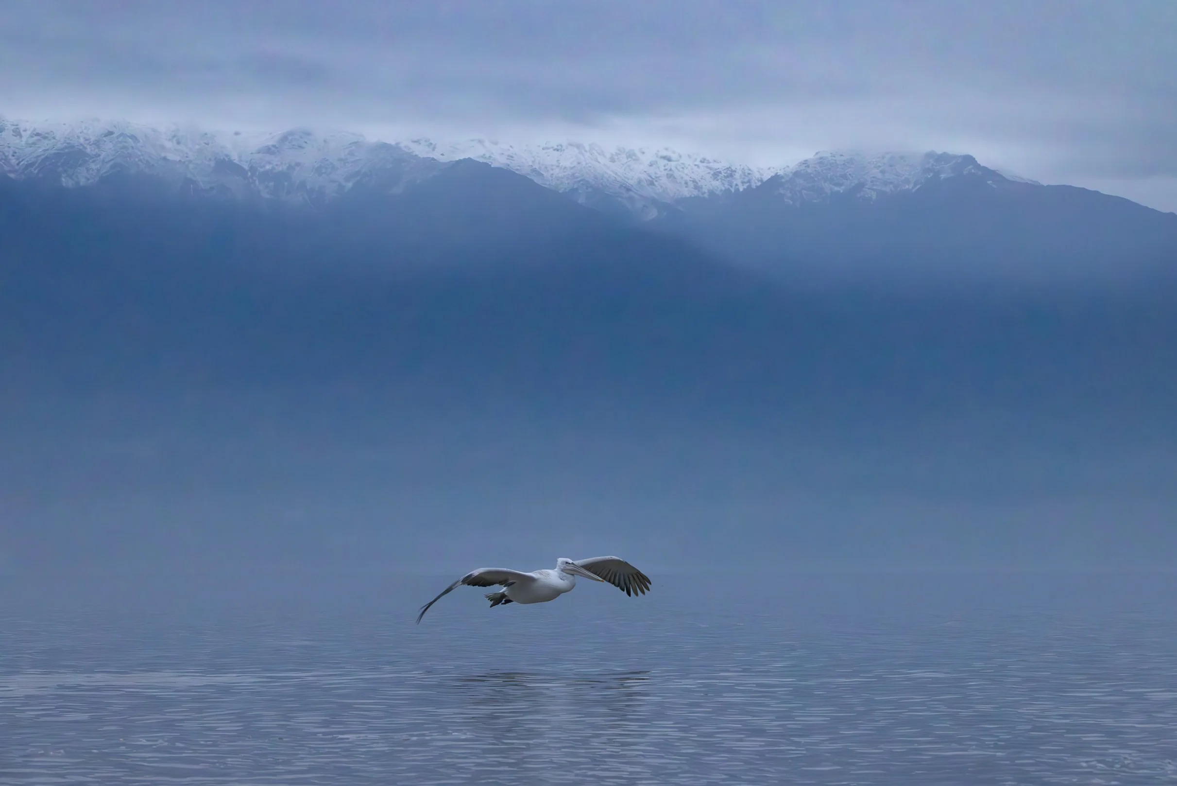 Kerkini Pelicans-2061.jpg