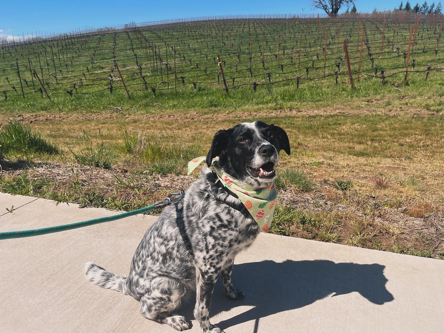 We welcome more than just Black Dogs here at the vineyard! We love visits from our puppy friends of all shapes and sizes!

And what better time than a sunny Spring weekend to get a visit from some good, good dogs like Ellie and Gus! 

Our patio is al