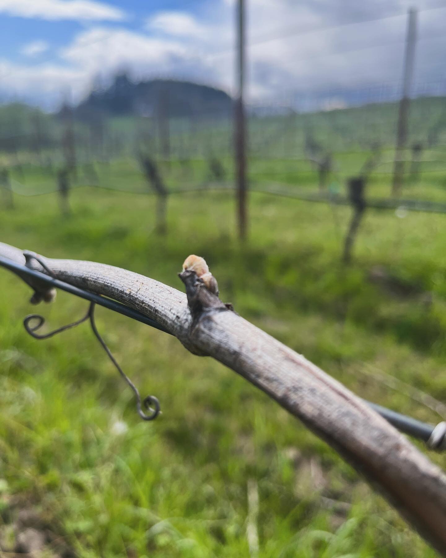 Obligatory Bud Break photos! 

More than anything else, the appearance of these little buds on the vines are our first indicator that Spring is Sprung and our growing season is beginning. 

Come see for yourself at the Vineyard this weekend by bookin