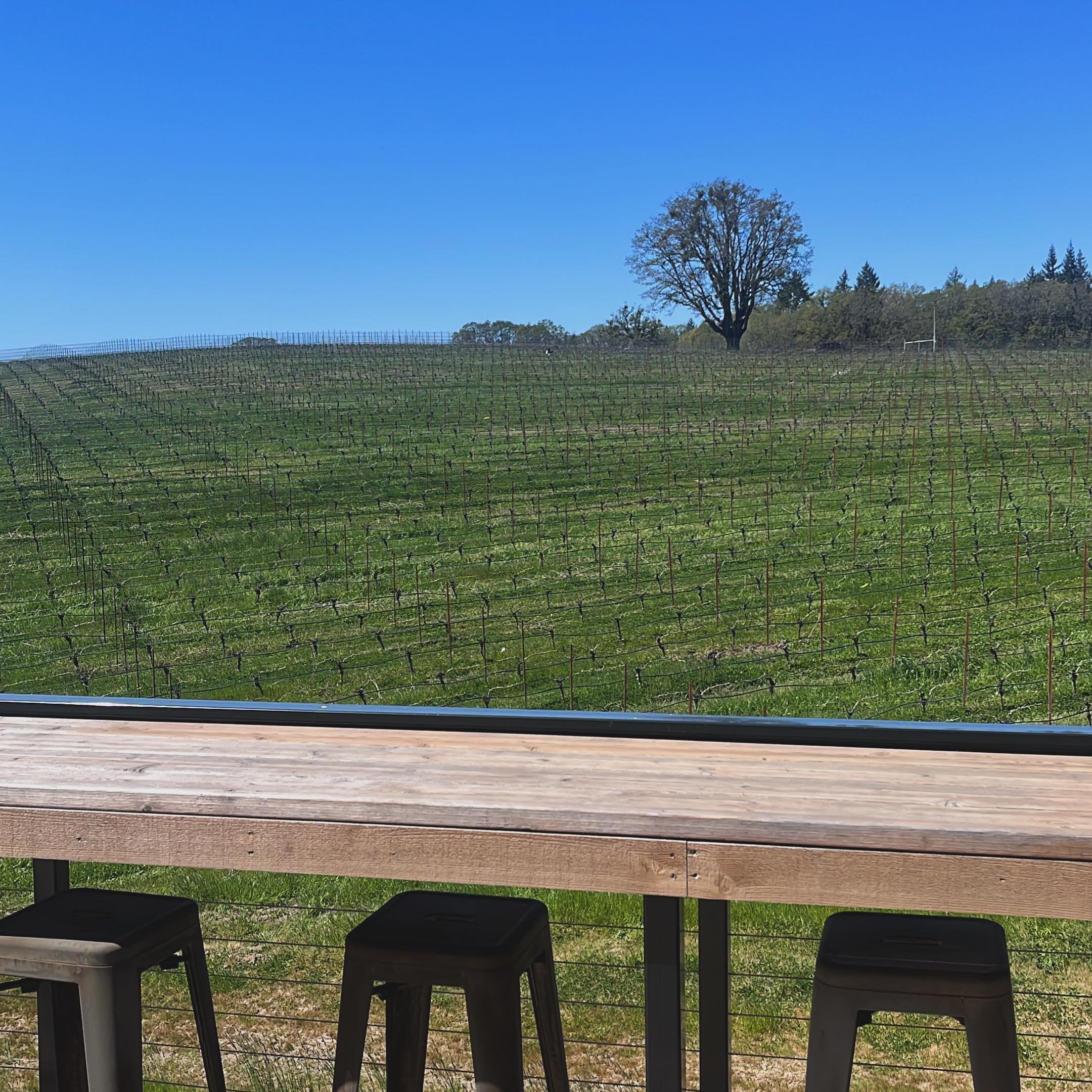 It&rsquo;s Springtime in the vines and we couldn&rsquo;t be happier!

We&rsquo;ve got the @yamhillcarlton AVA Spring tasting on Saturday, and we&rsquo;ll have our rooftop seating open all weekend for you to enjoy!

On top of all that we&rsquo;ve got 
