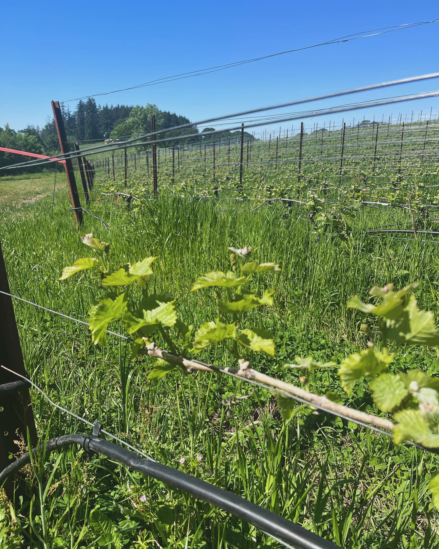 Nothing says Springtime in the vineyard more than seeing these little leafy friends shooting up!

We&rsquo;re a few weeks after bud break and we know that our vines are going to love soaking in the sun all weekend. 

Reservation slots are filling up 