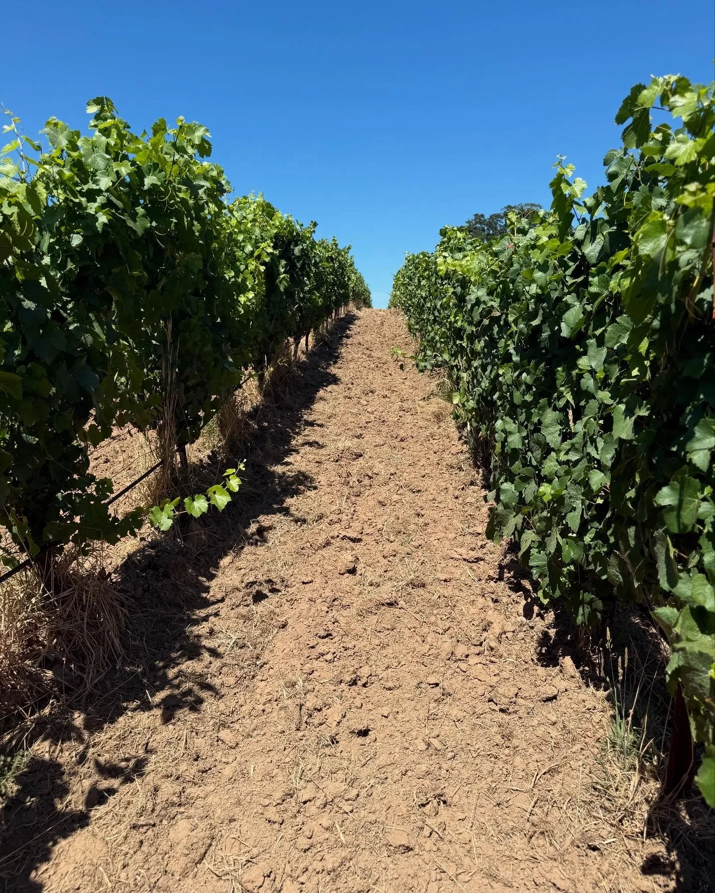The vineyard has been hedged and the clusters are tightening!  Veraison is just around the corner.