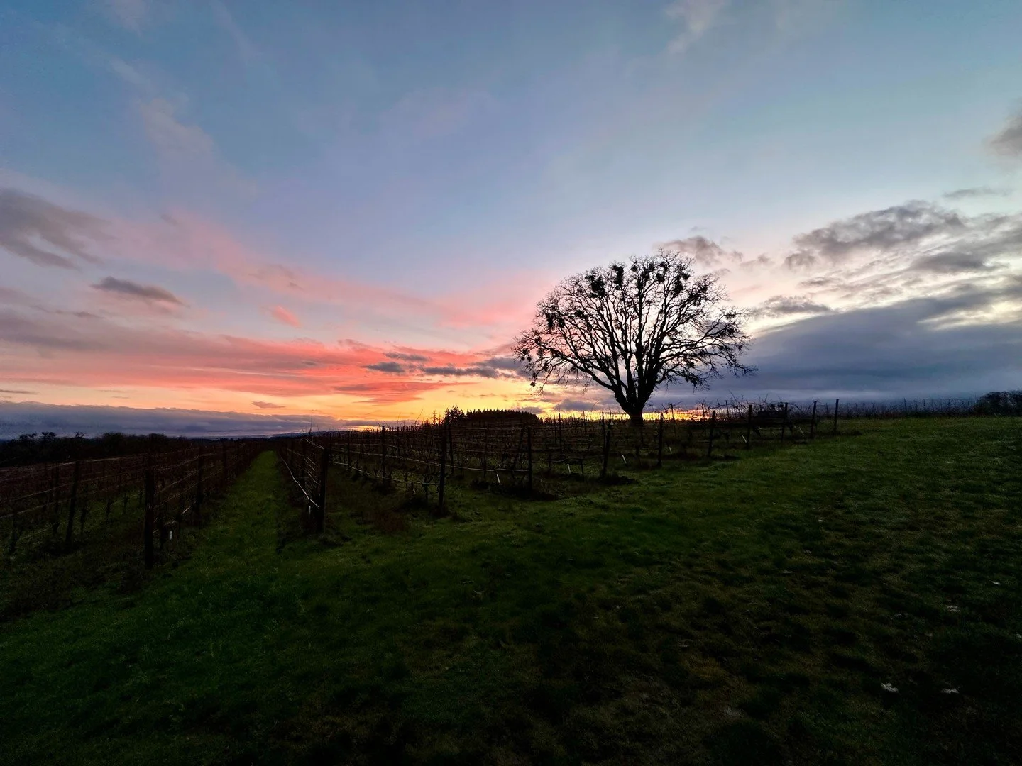 Looking for a perfect spot to unwind with friends and family? Black Dog Vineyard &amp; Winery Tasting Room offers a welcoming atmosphere, where everyone, including dogs, feels at home. With stunning rooftop views and cozy fire pits, it's the ideal se