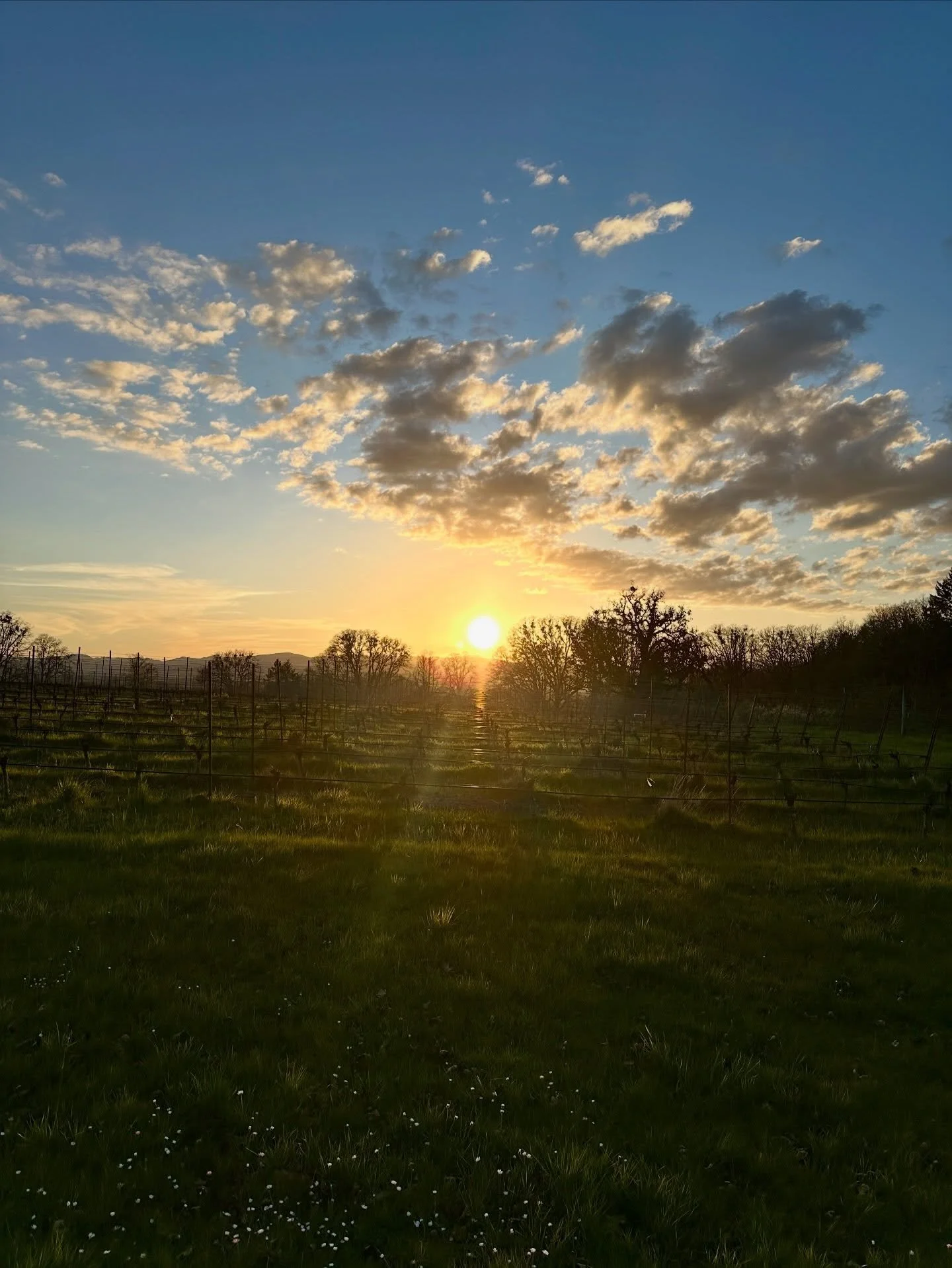 Join us for our 2026 Strings in the Vineyard Classical Music series, starting 6/28/26, 6:30 to 8:30 pm, at the top of the vineyard under our old growth Oregon Oak Tree! We&rsquo;ll have the series the last Saturday of each month through September. Ti