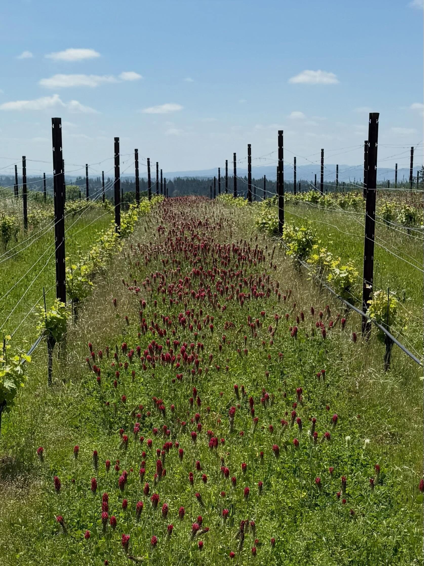 Beautiful day with vibrant colors in the vineyard!  Come out this weekend and enjoy the beauty😁