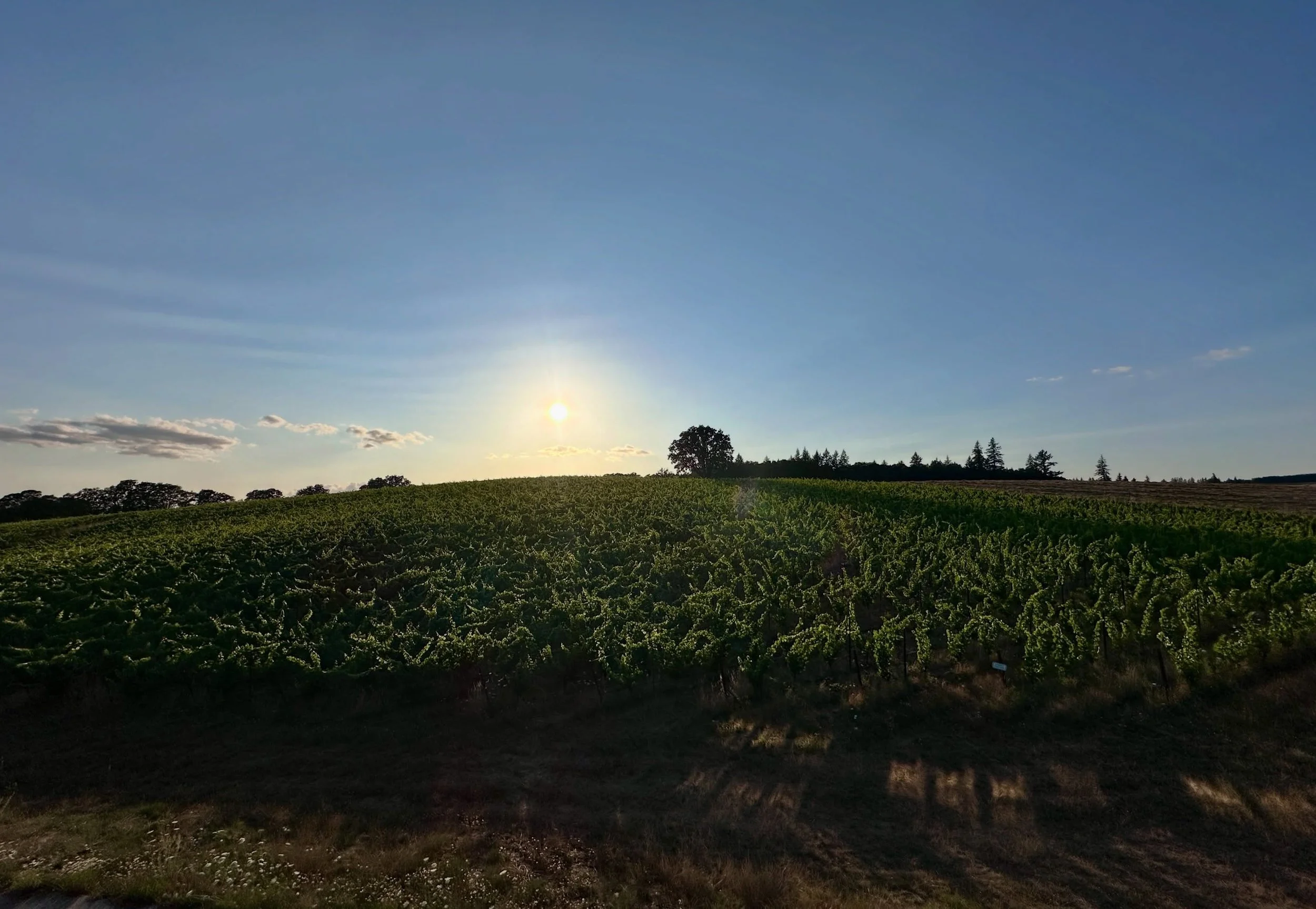 Sunsets at the vineyard are a special treat, so we thought we would like to share it with you! On Saturday August 15th, we&rsquo;ll be staying open late, 7-9 pm, for glass pours of our Estate sourced wines on our Roof Deck. Gather around the fire pit