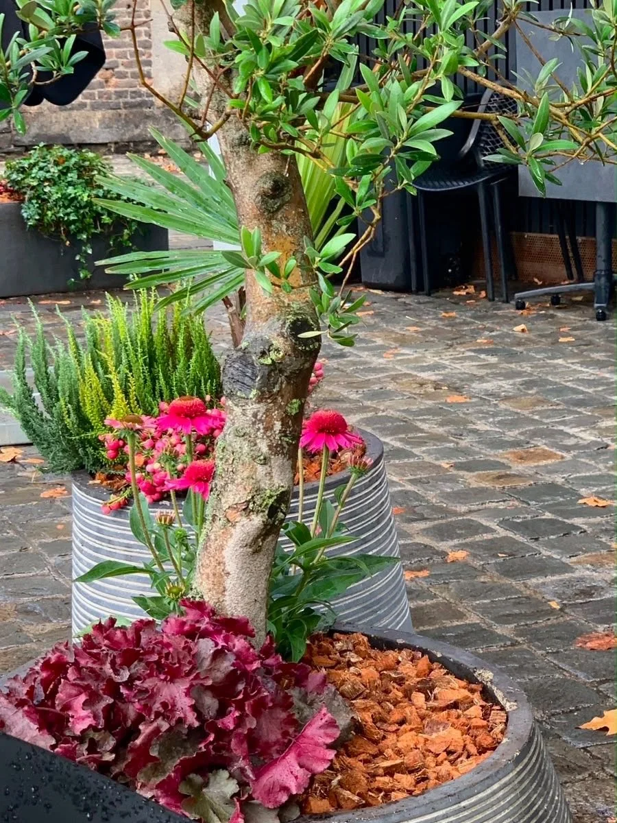 Floraison de la terrasse du restaurant Le Central! 
Merci de votre confiance🌷