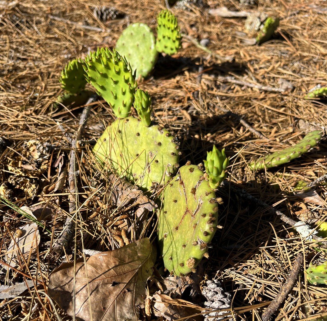 Pine straw and cactus go together like peas and carrots...at least in East Texas.