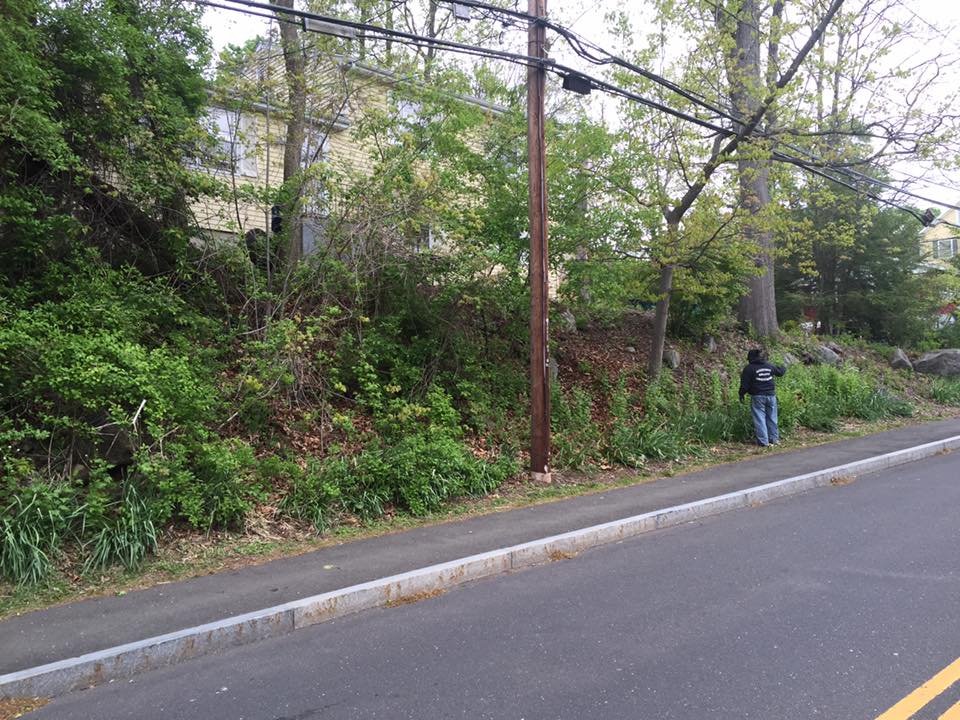 Before. Remove all overgrowth and prep for mulch