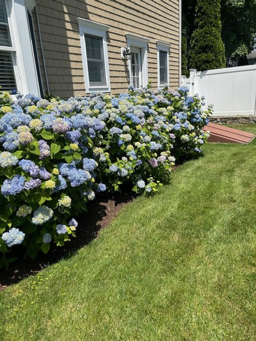 Hydrangeas