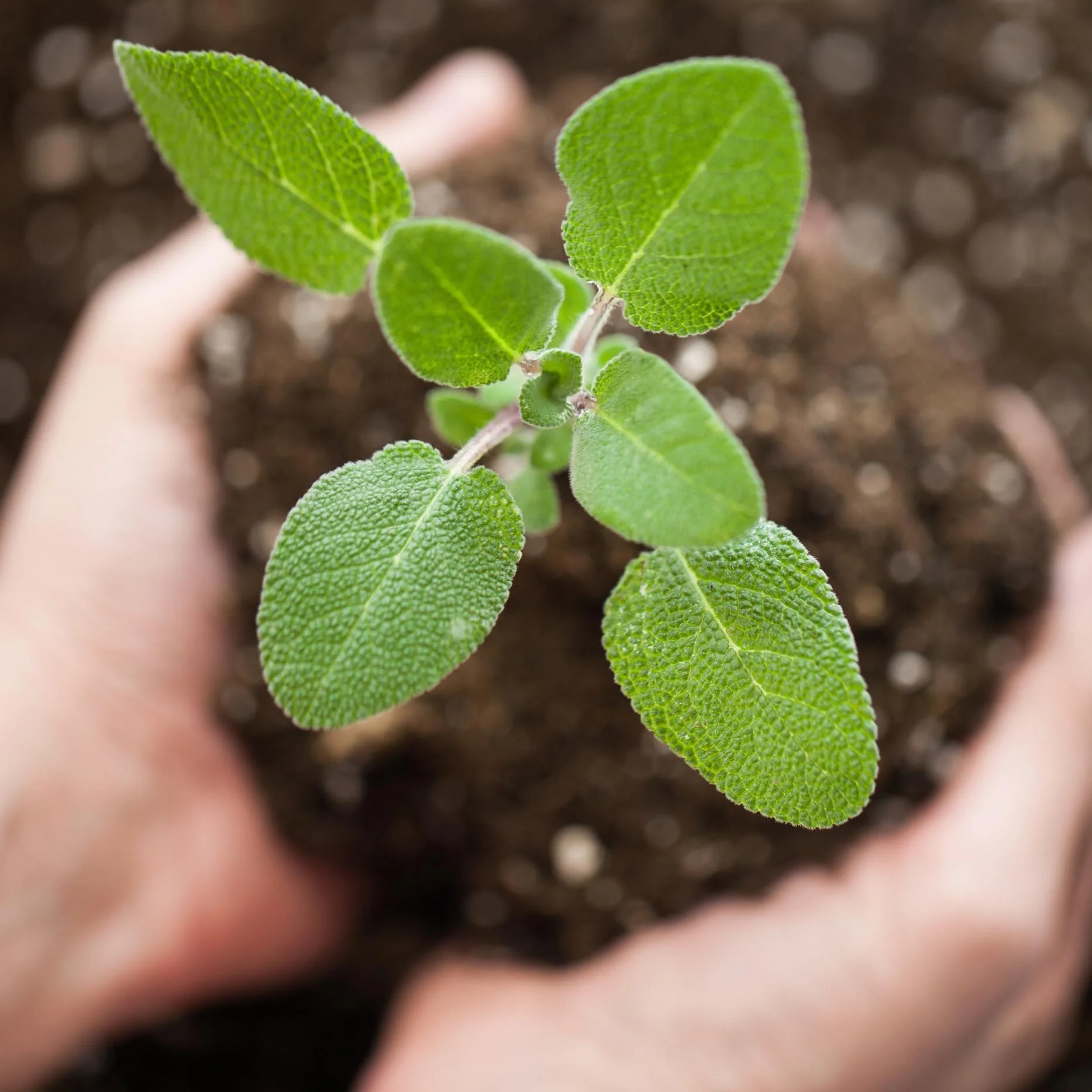 Creation Care &amp; Justice: Plant Sale Pivot