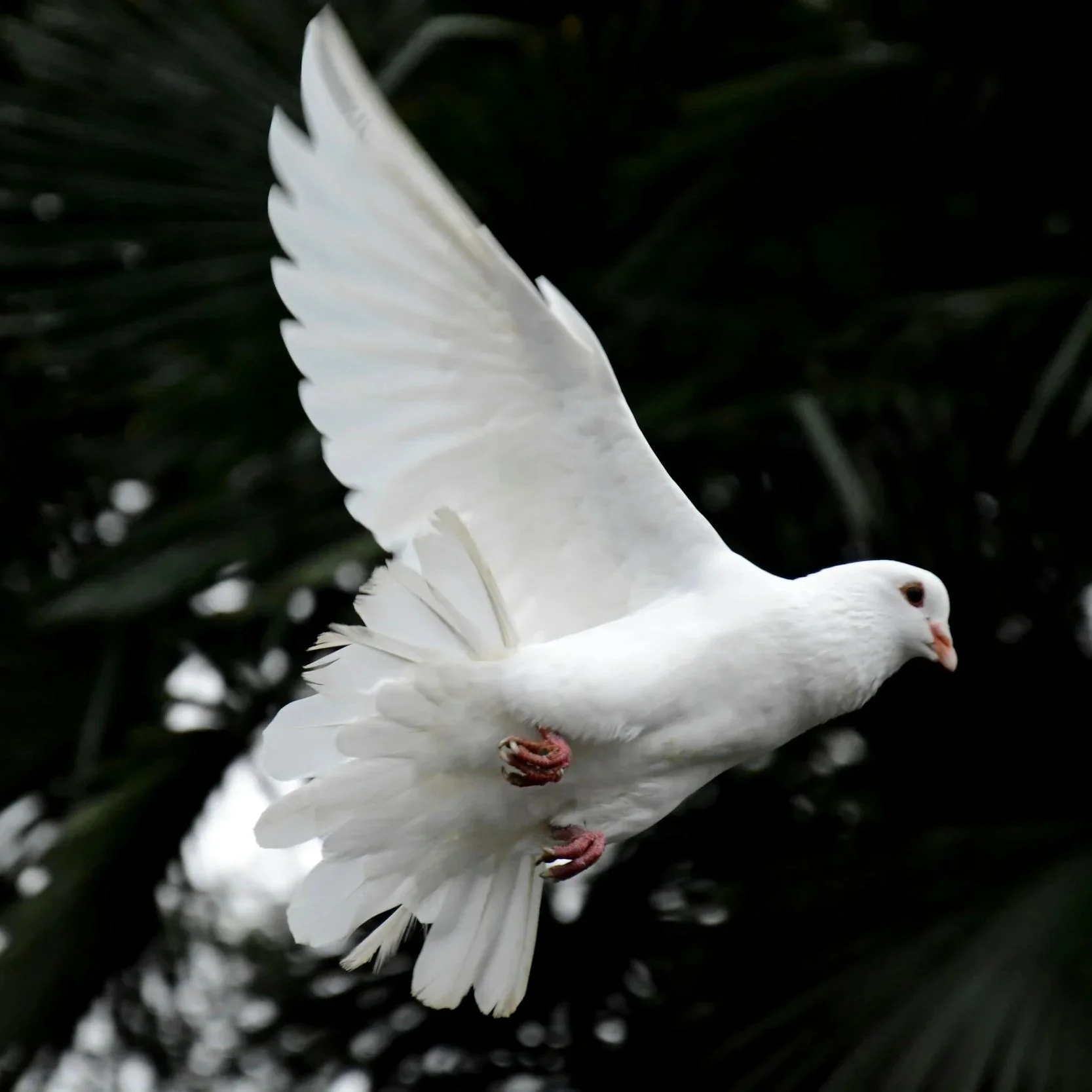 Sept. 21: International Day of Peace