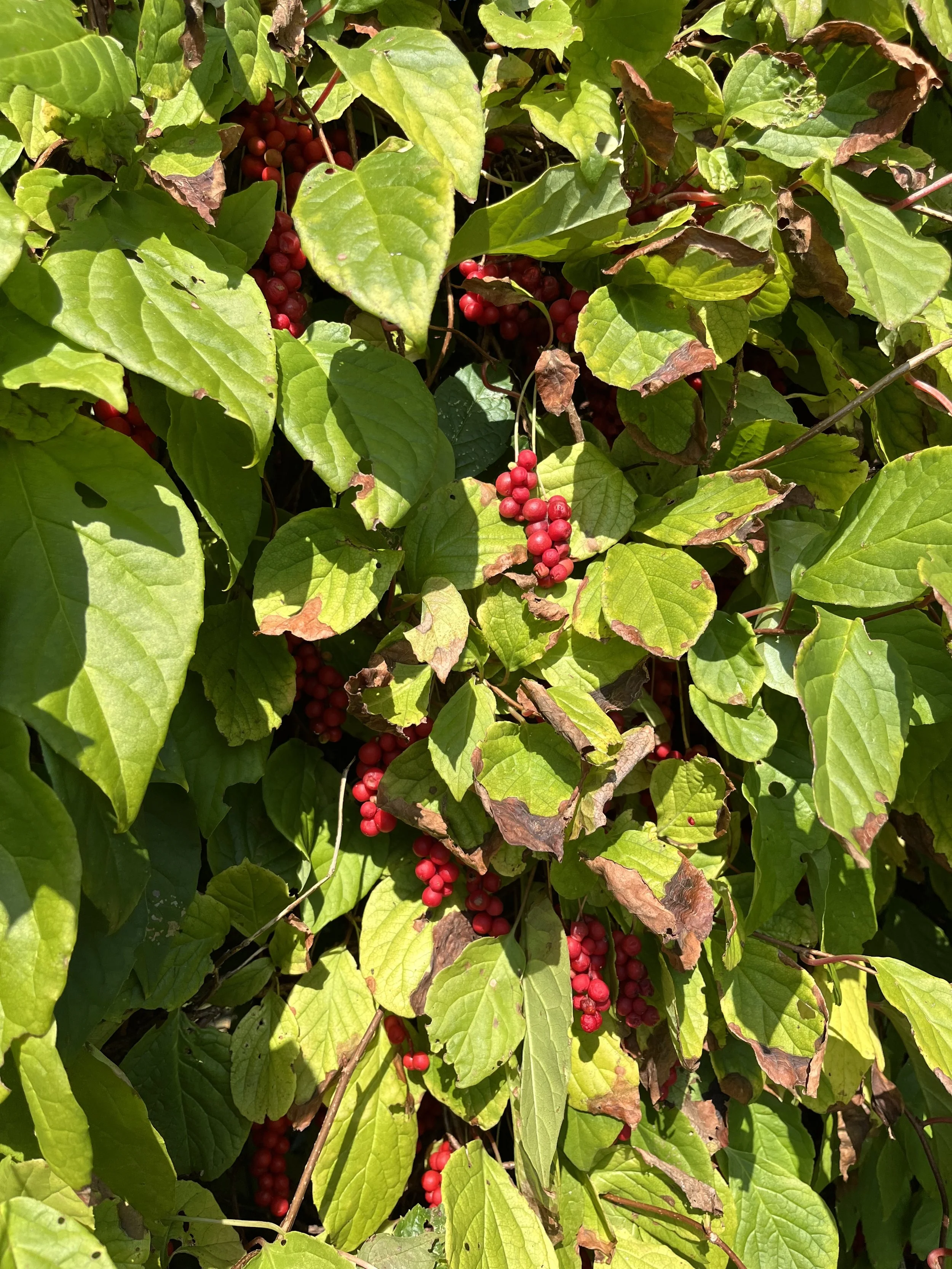 IMG_1275.jpeg