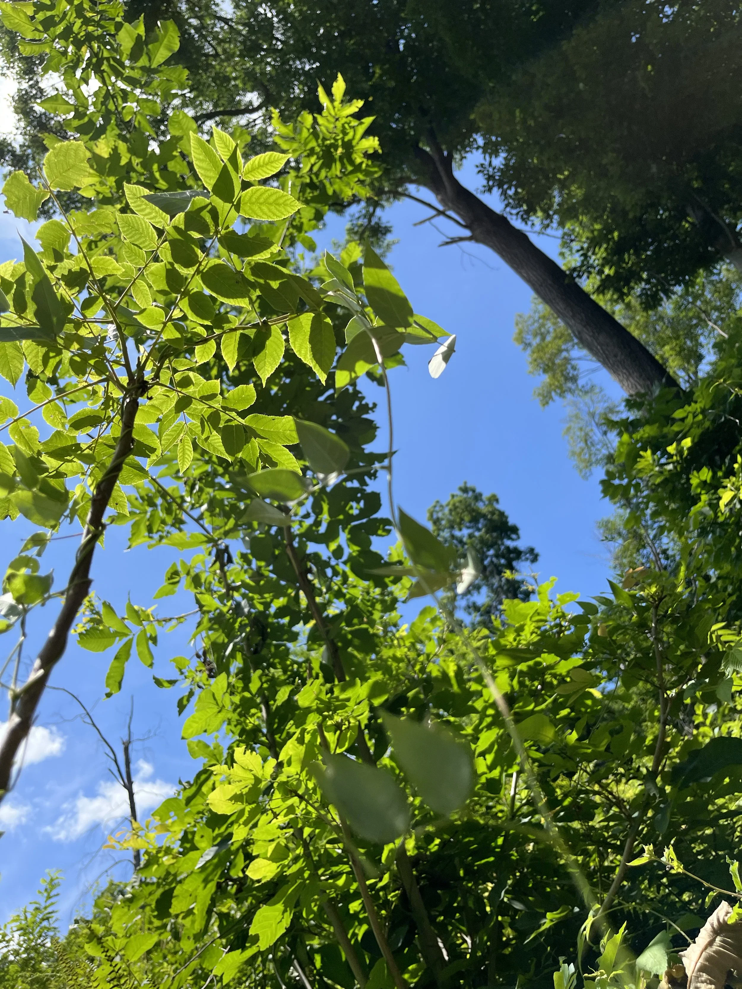 IMG_2799.jpeg