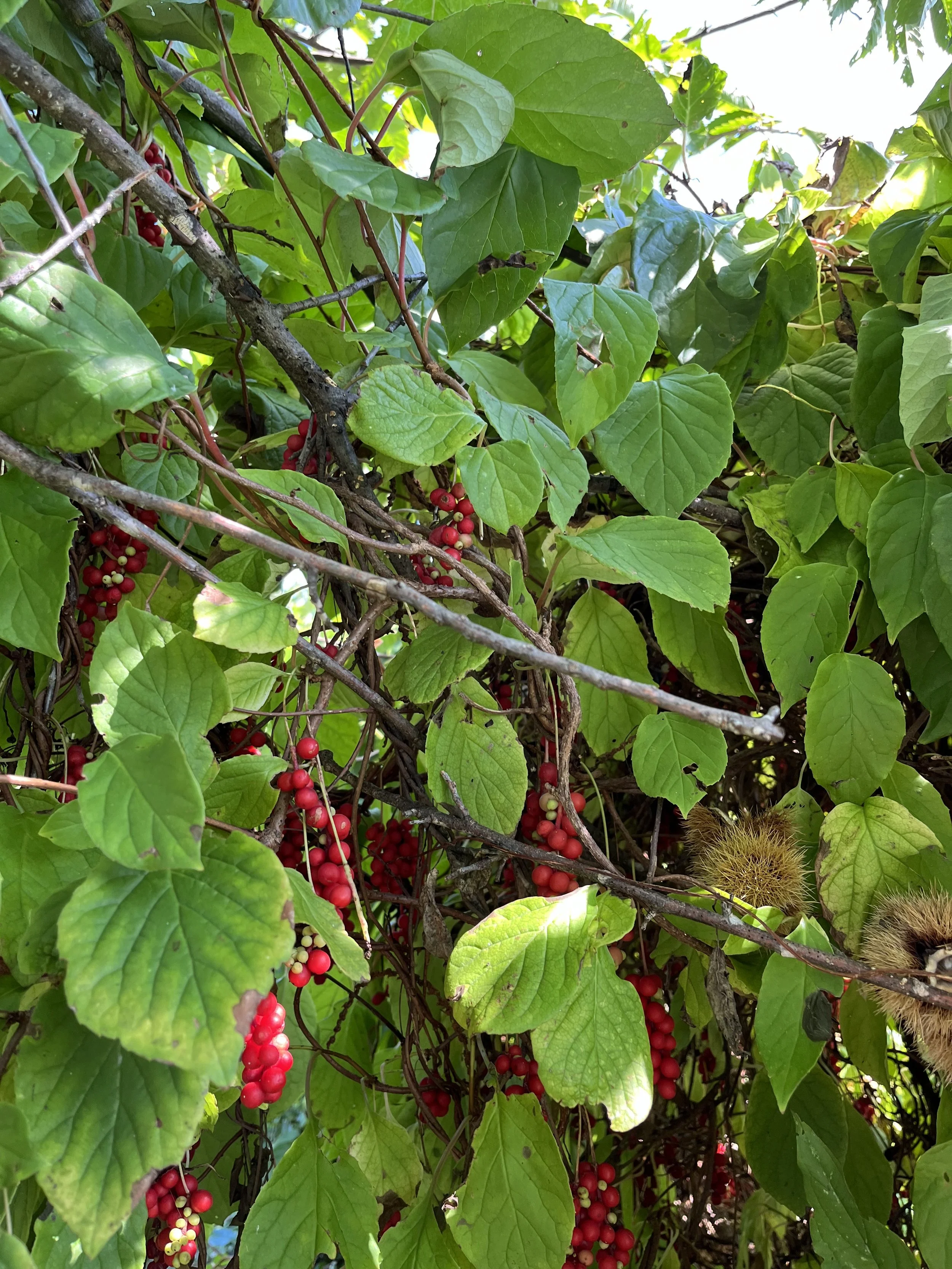 IMG_1276.jpeg