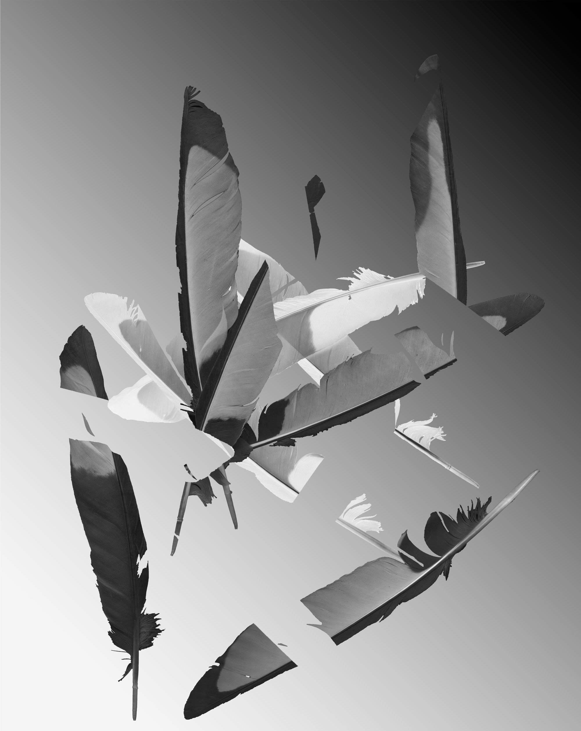 Pied, 2017–2021, digital fibre-based silver gelatin print mounted on aluminium
48 x 61 cm.
