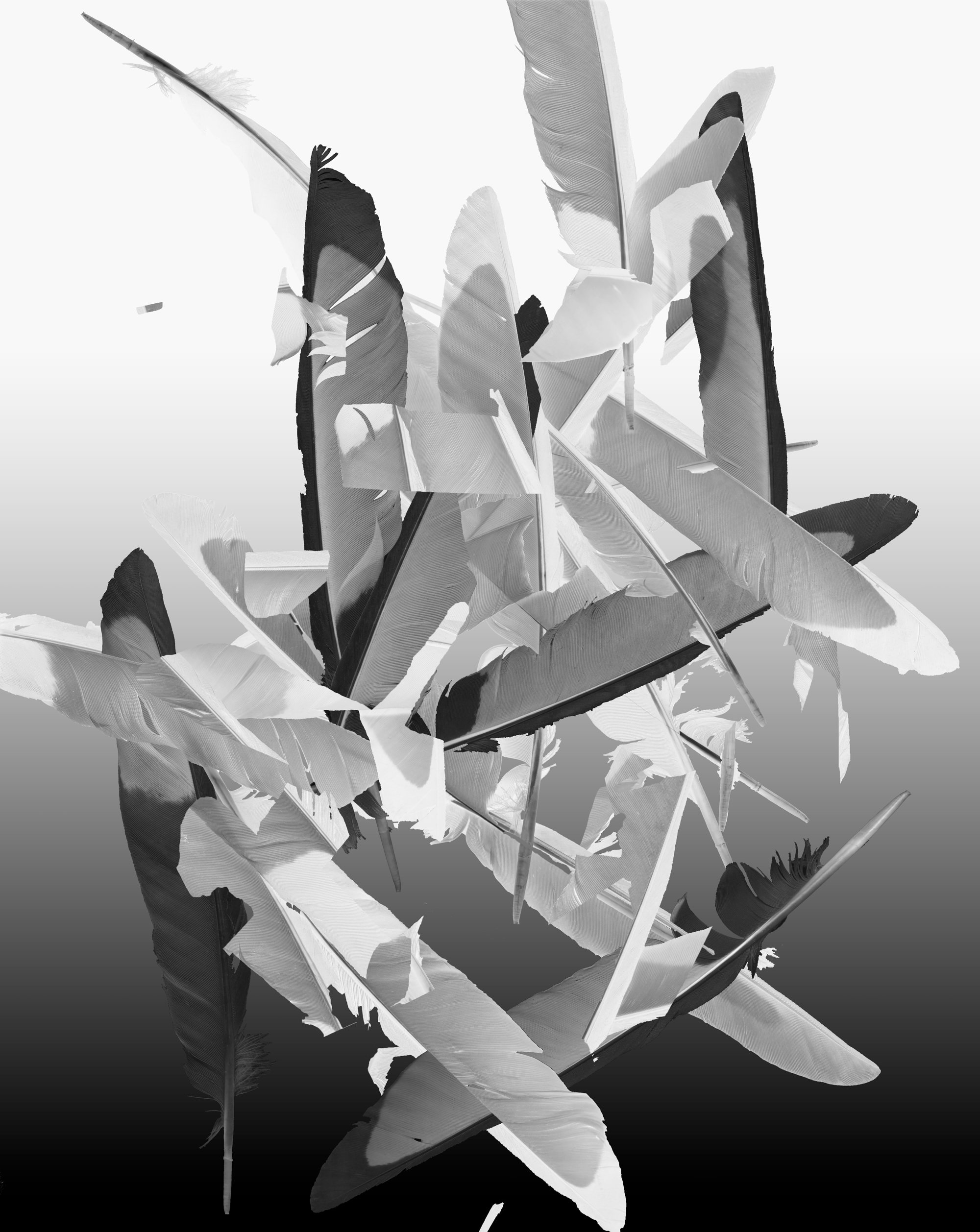 Pied, 2017–2021, digital fibre-based silver gelatin print mounted on aluminium
48 x 61 cm.