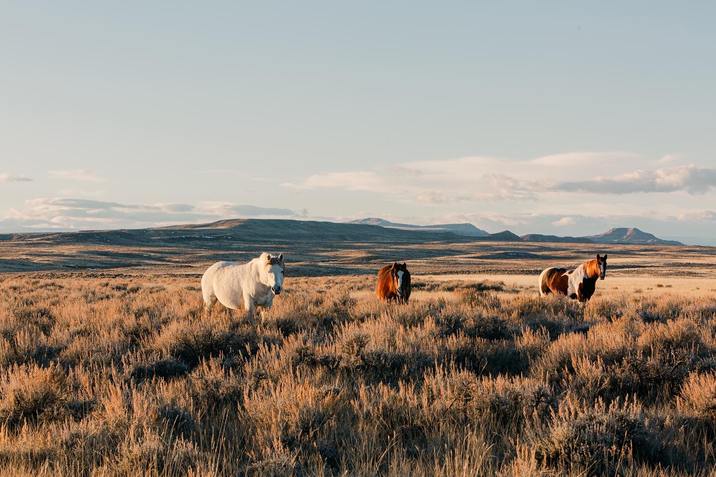 Celebrating the shortest day of the year&hellip; the only way I know how&hellip;. chasing light and wild horses.