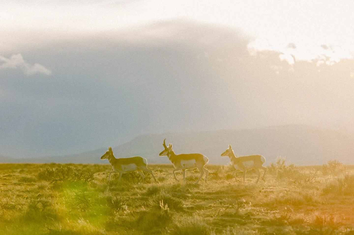 My voice has always been here, even in the quiet.  I&rsquo;ve just been speaking through my camera - about beauty, resilience, love and about what being alive feels like. 

Photograph |  McCullough Peaks | Cody, Wyoming | I&rsquo;m not a big fan of A