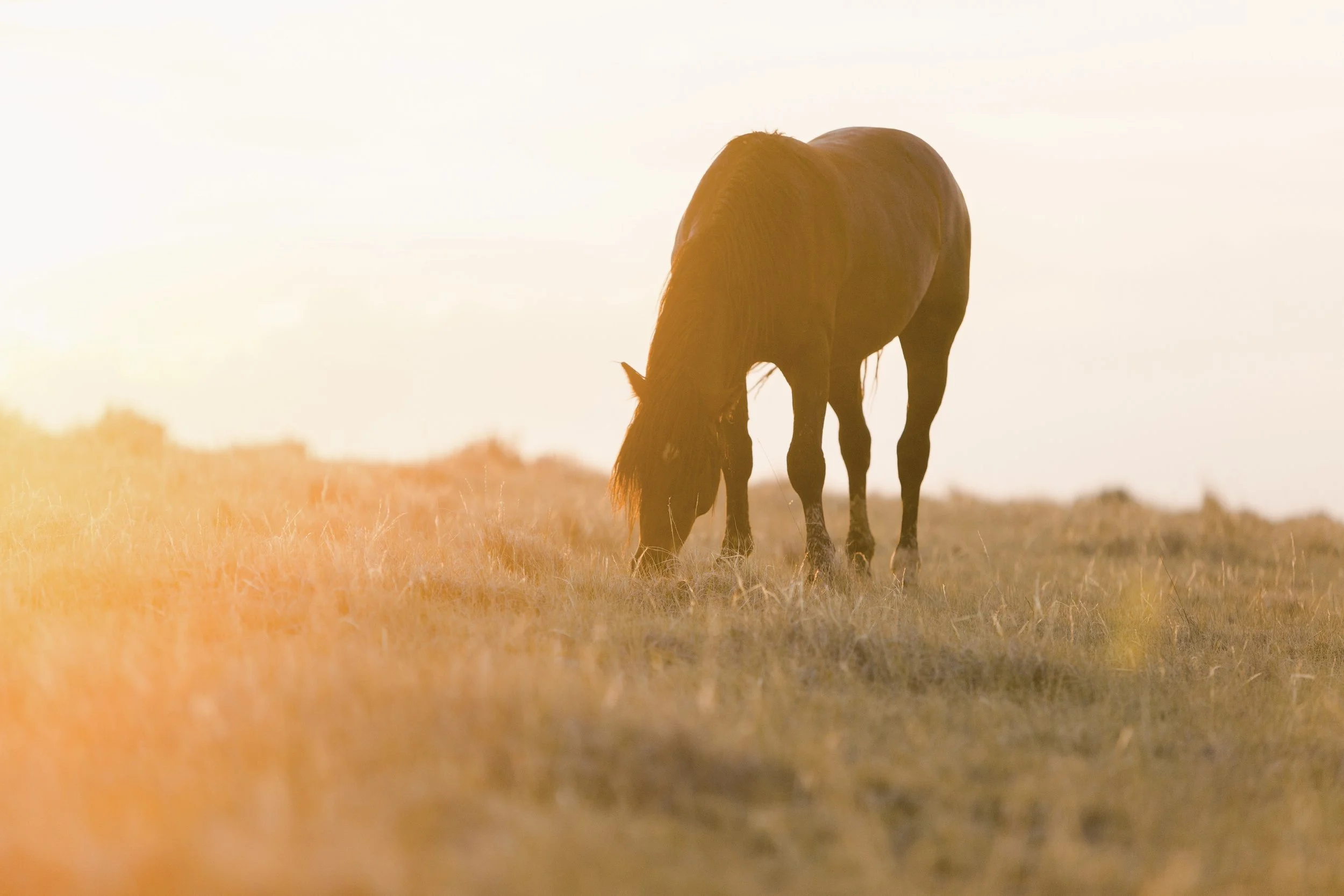 Wild horse grazing the open range outside of Cody WY