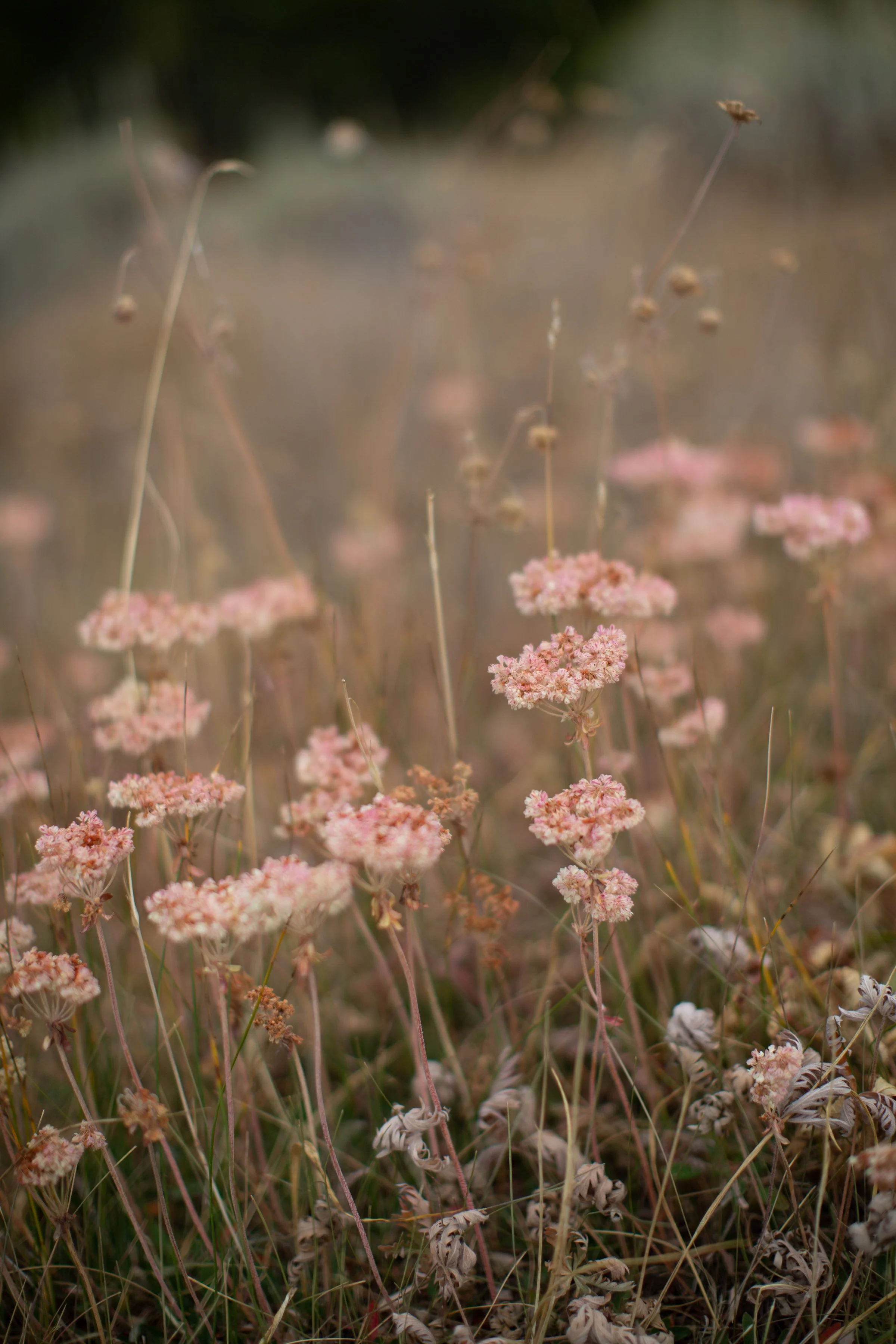 Wildflowers blooming in the Bighorn Mountains in Wyoming