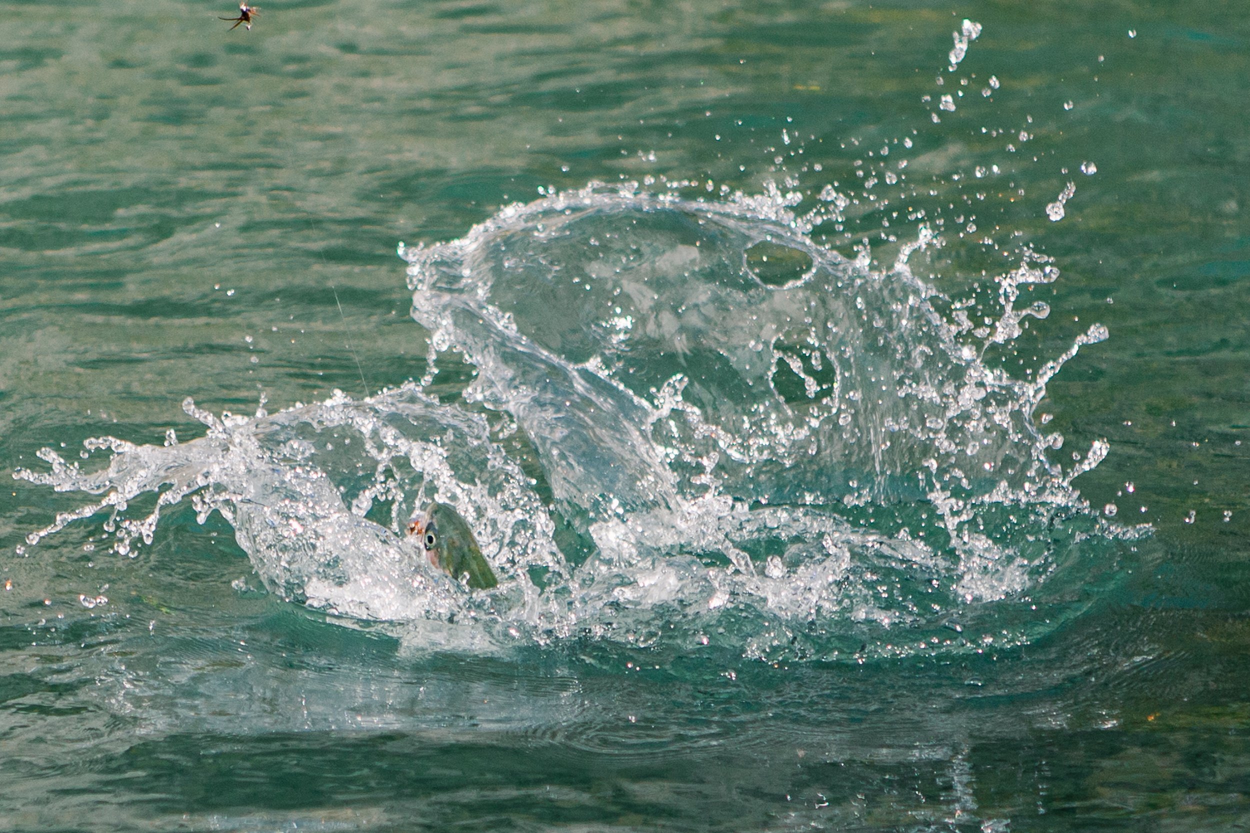 Splash of a rainbow trout jumping out of the water with a fly