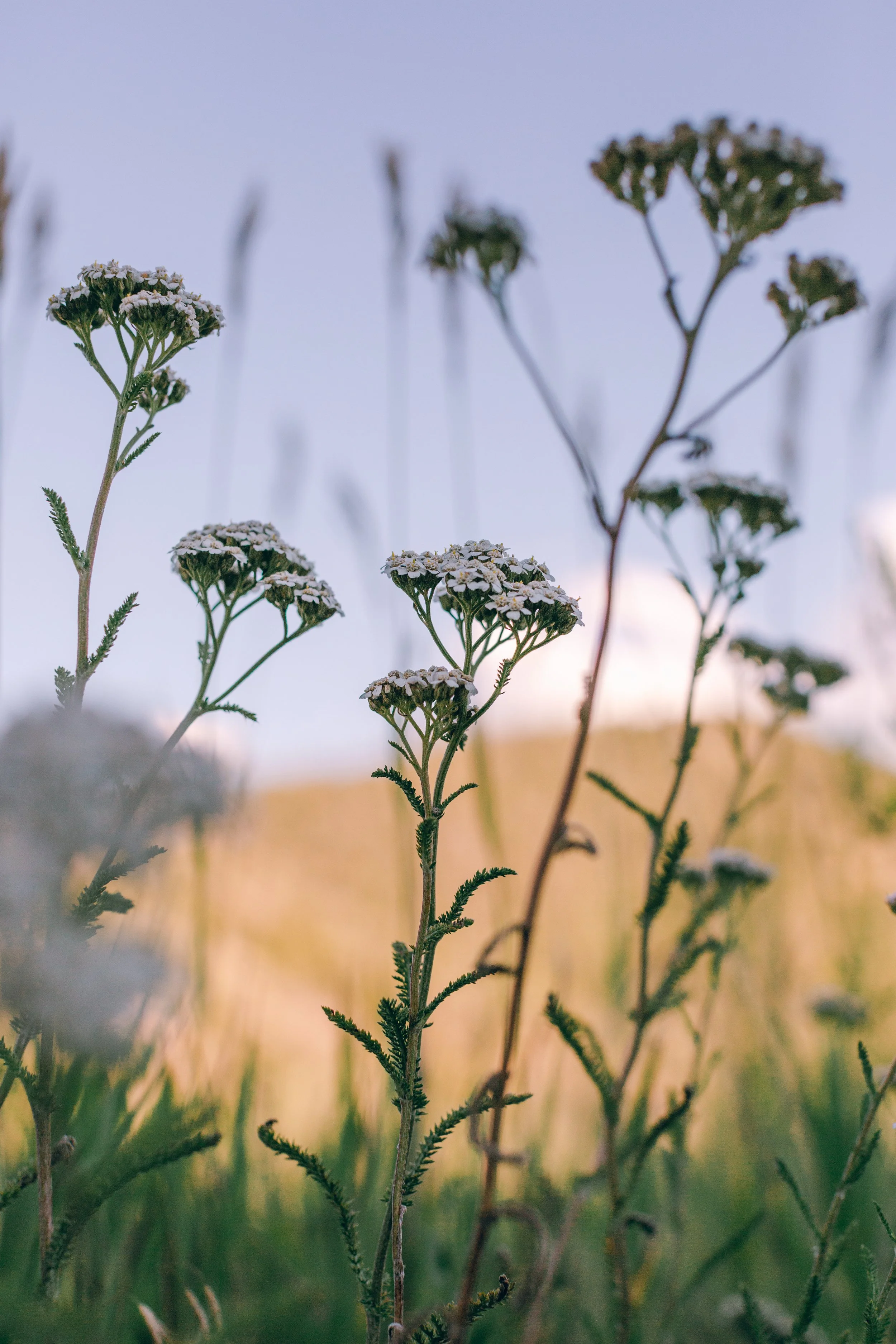 Common Yarrow wildflowers blooming in a meadow near Wayfarers Chapel outside Cody, Wyoming, along the road to Yellowstone National Park