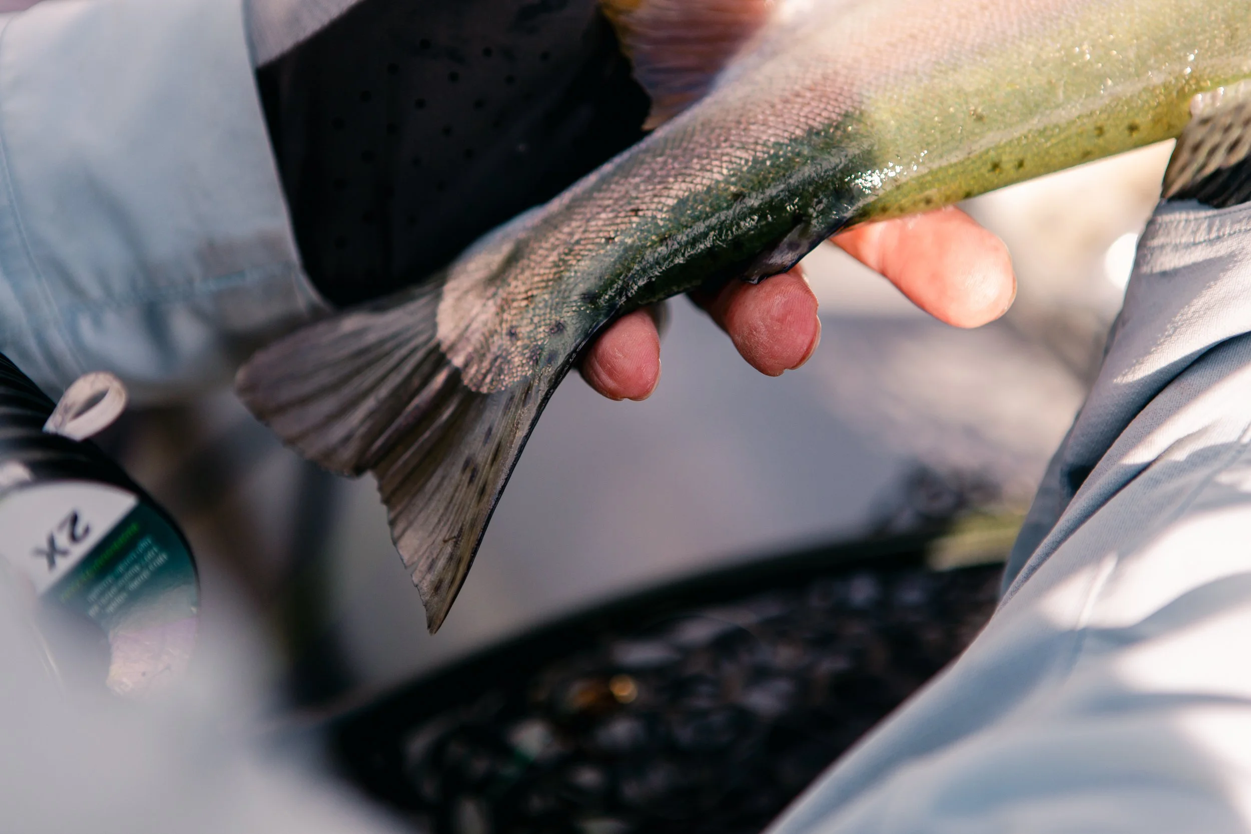 Pink and green wild trout skin with fine spots from Wyoming